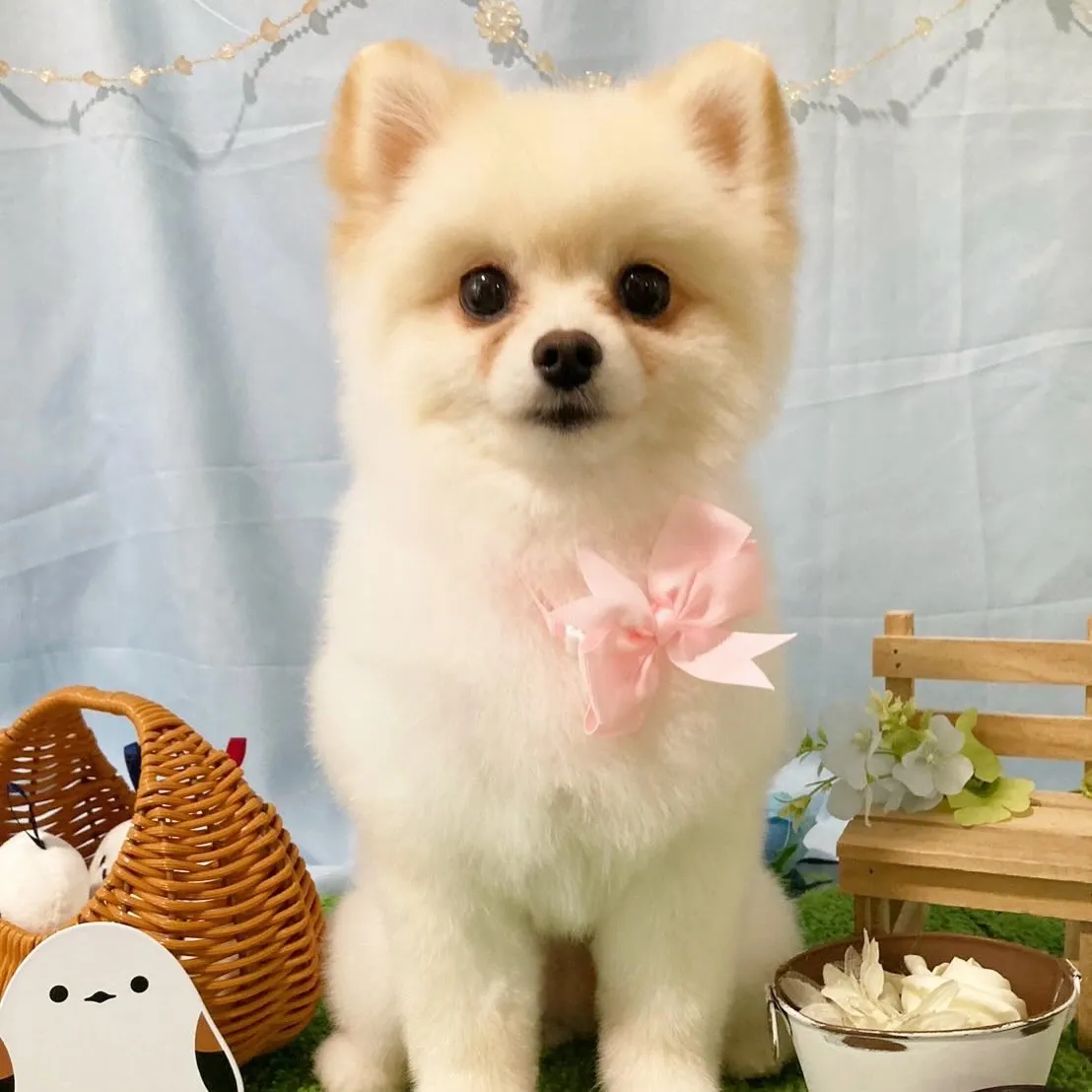 トリミングのセットメニューをご利用頂いたわんこたちです🐾