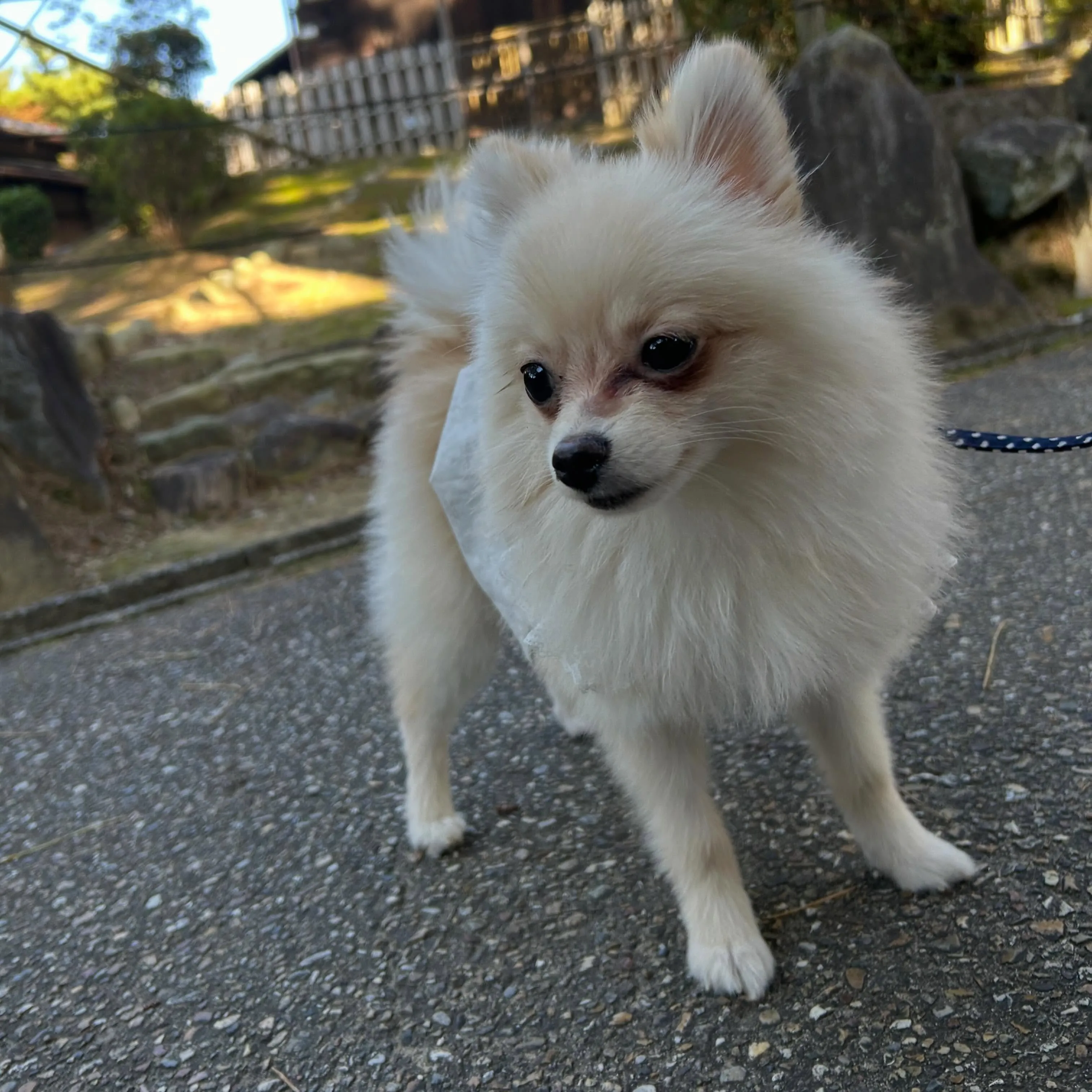 トリミングのセットメニューをご利用頂いたわんこたちです🐾