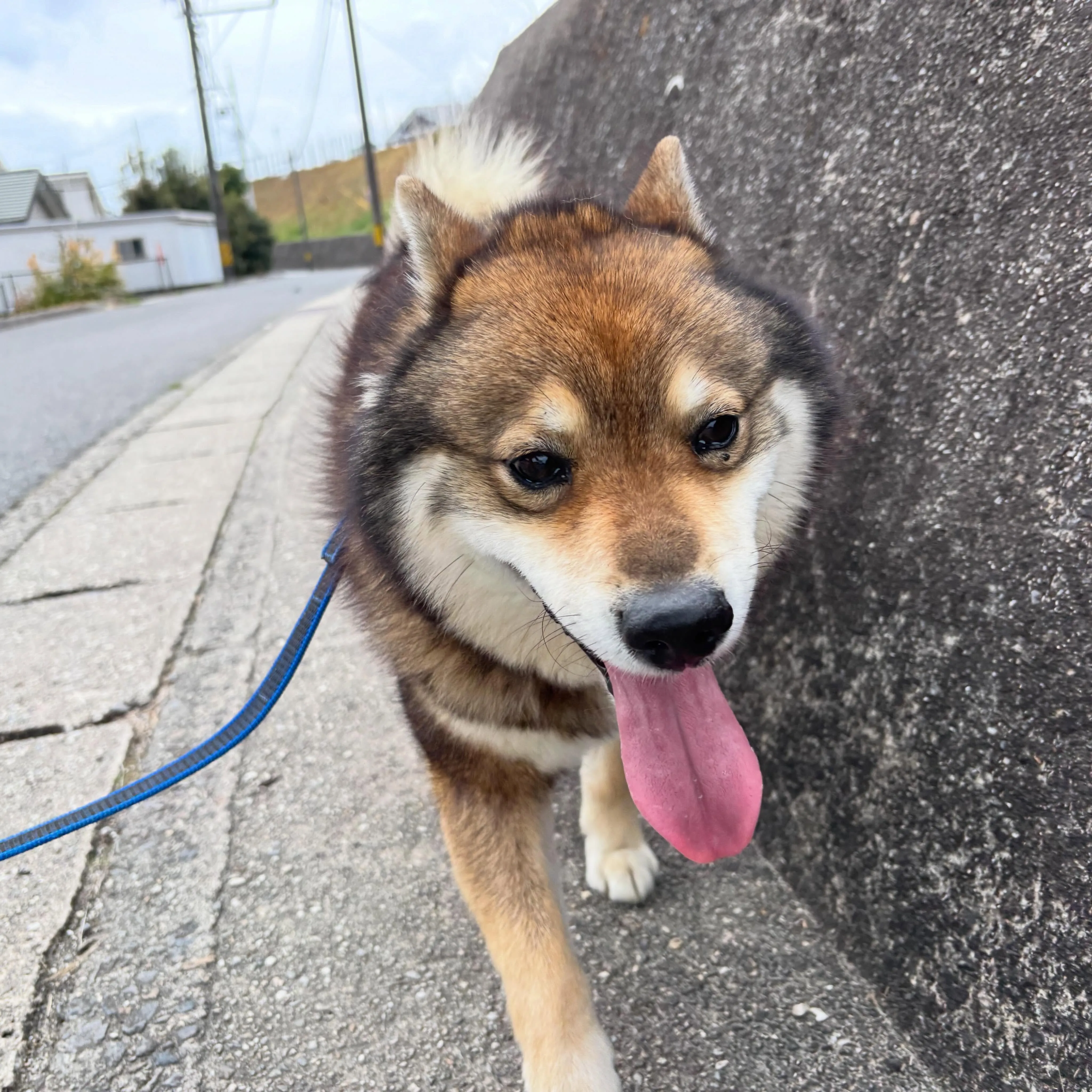 入会してくれたいちくんです💕