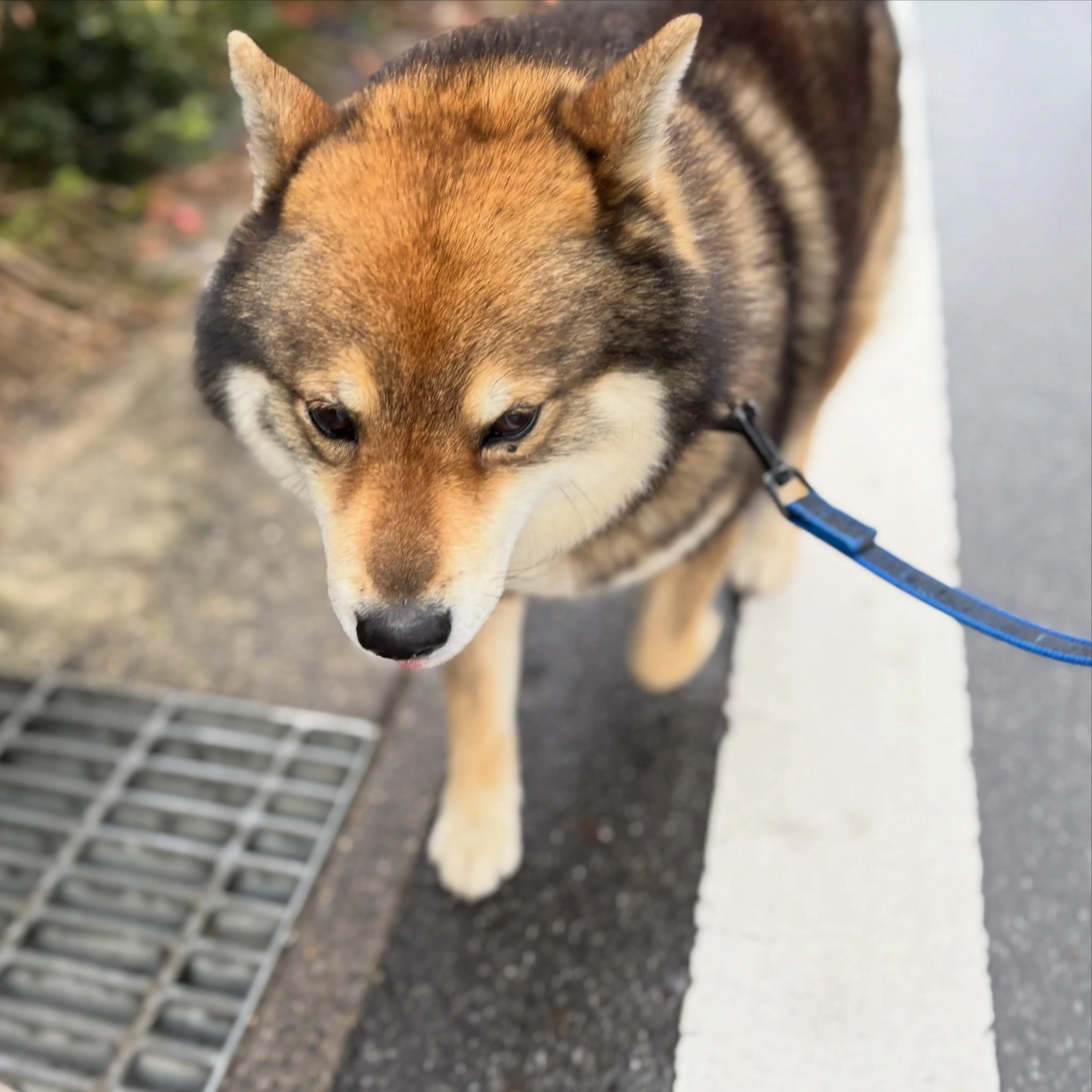 入会してくれたいちくんです💕