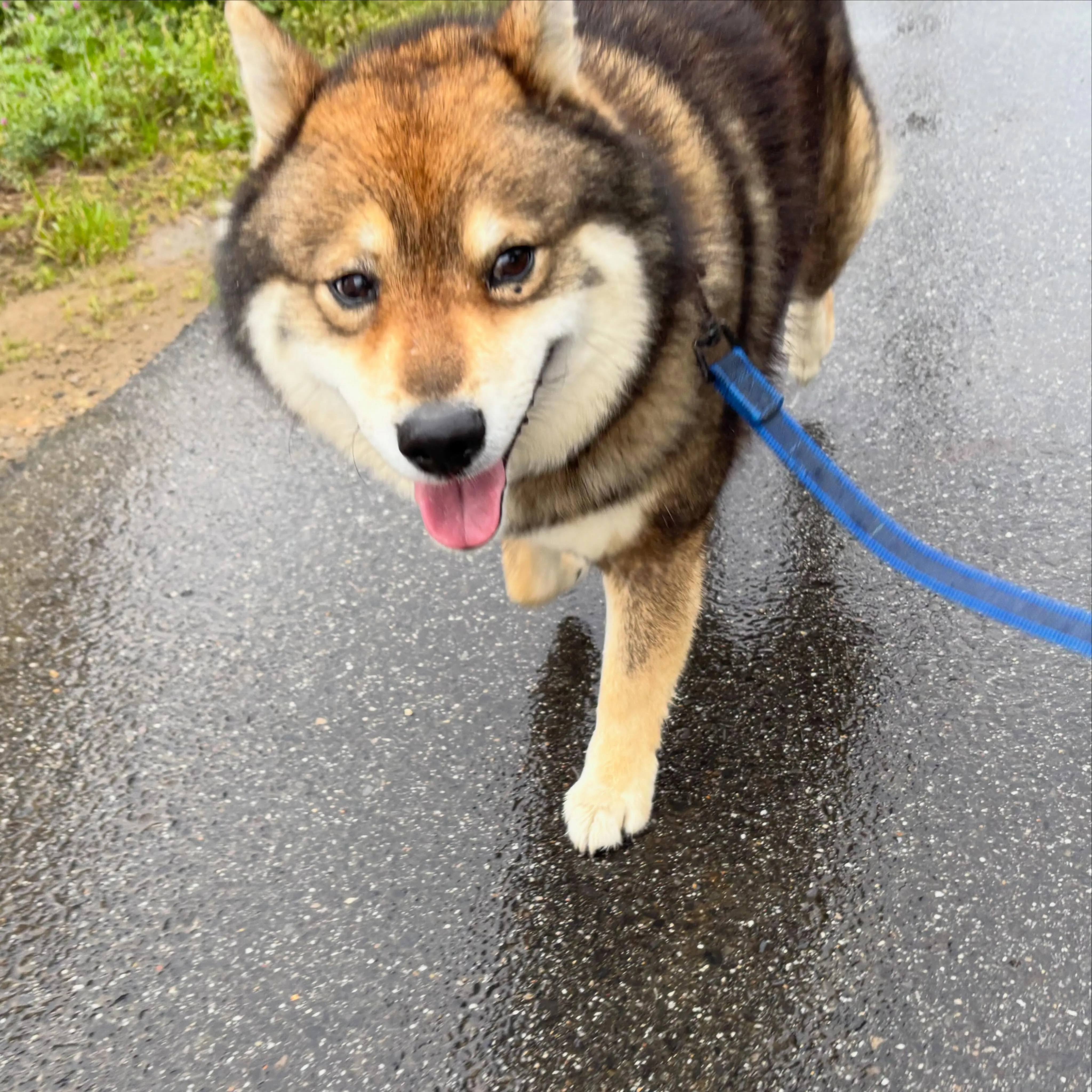 入会してくれたいちくんです💕