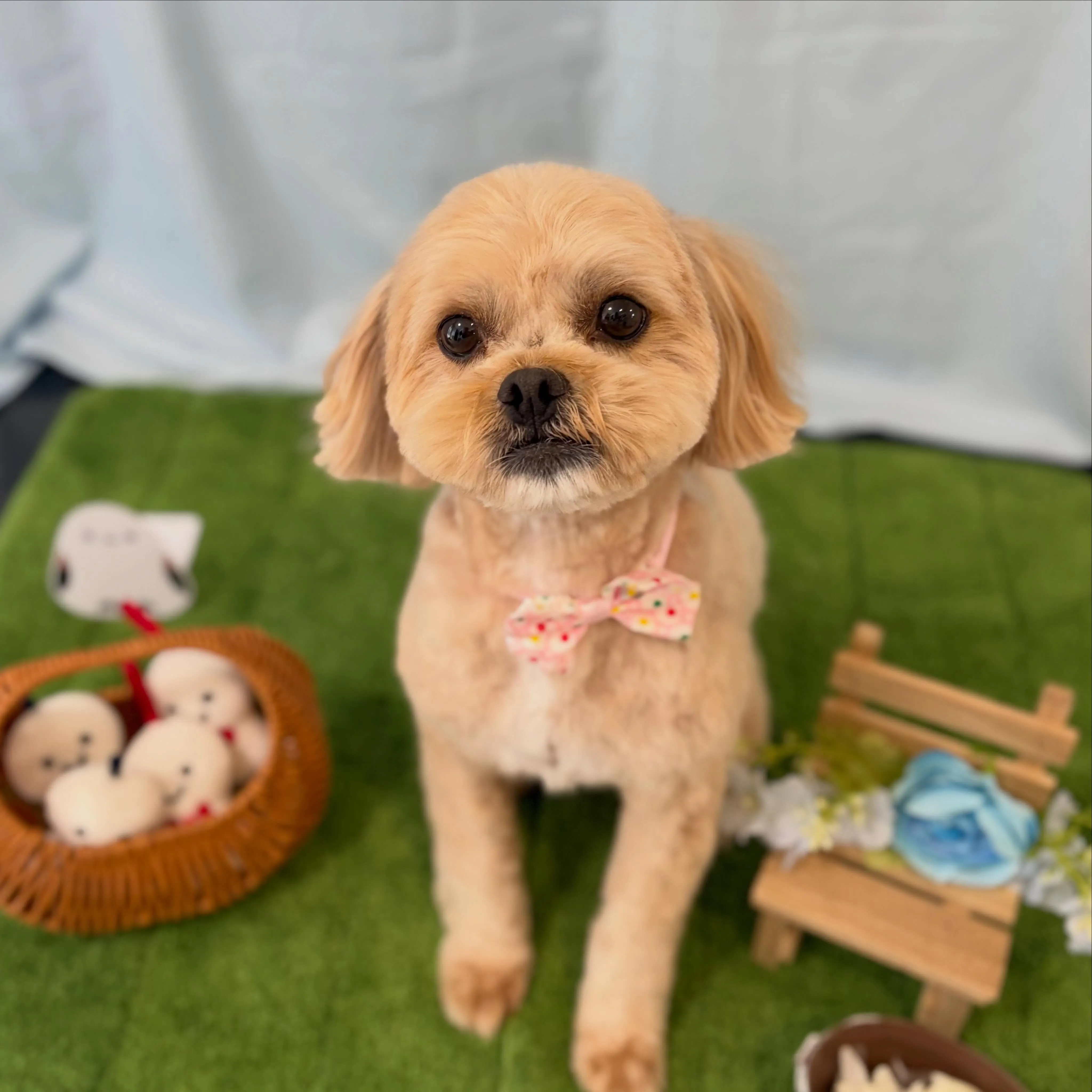 トリミングのセットメニューをご利用頂いたわんこさんです🐾