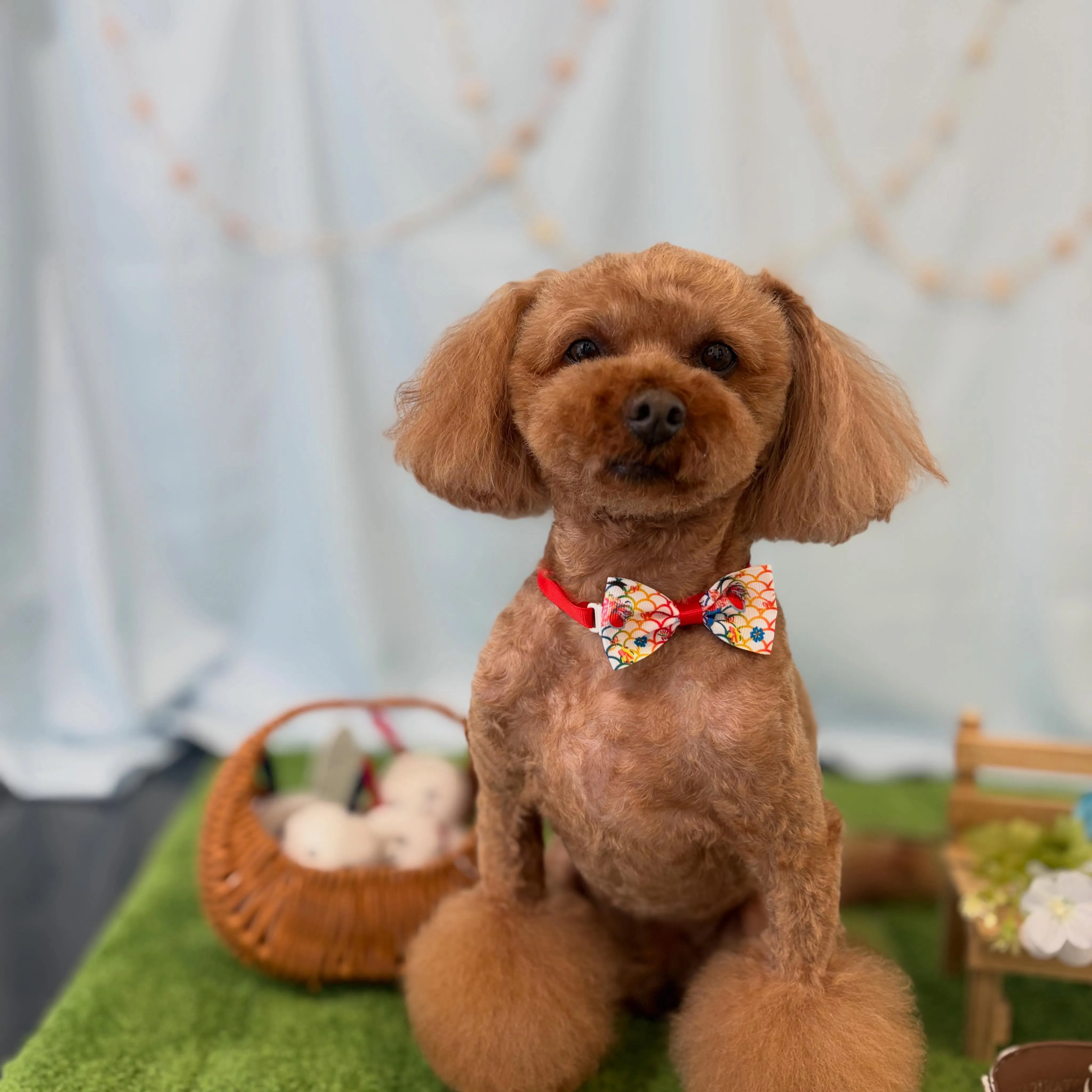 トリミングのセットメニューをご利用頂いたわんこさんです🐾
