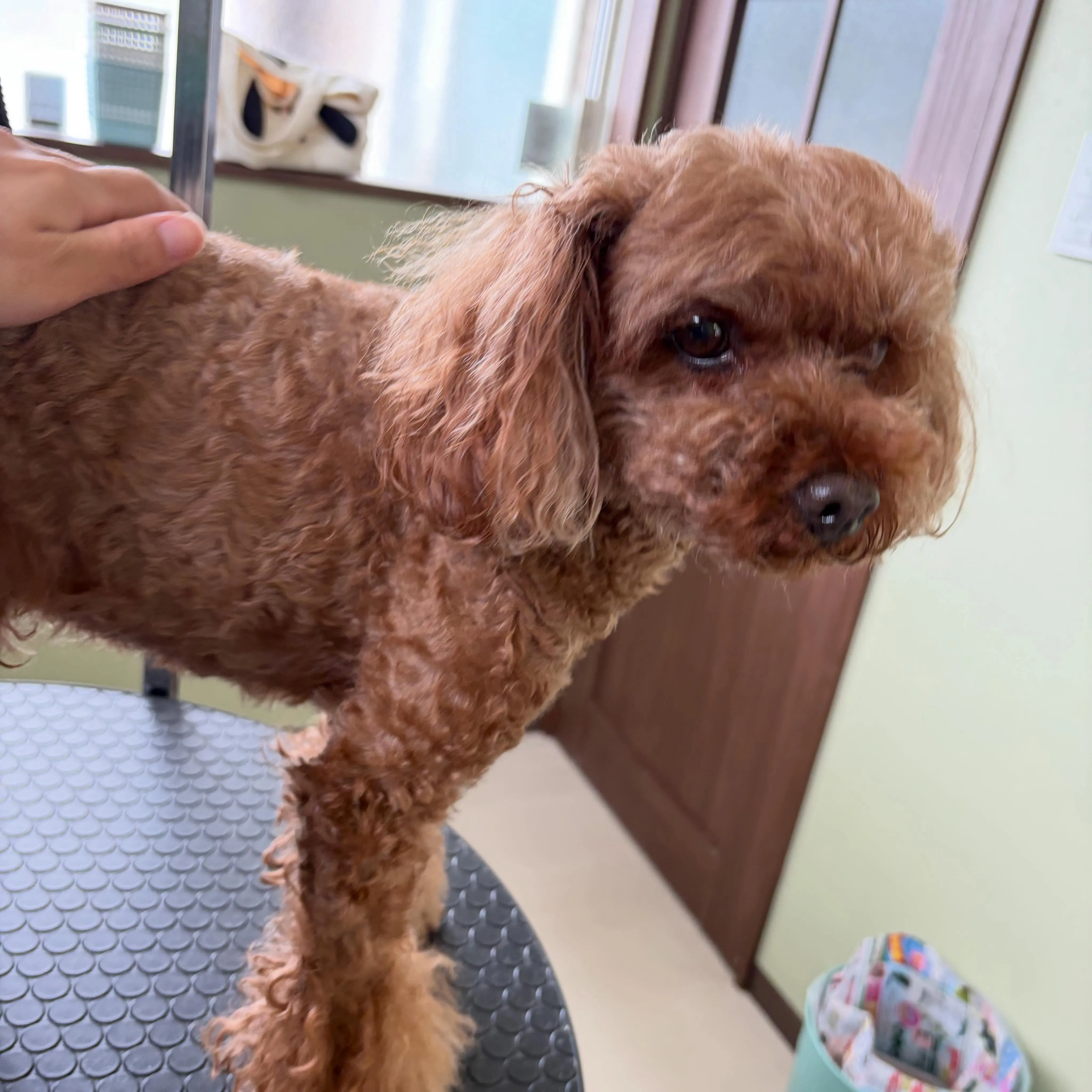 トリミングのセットメニューをご利用頂いたわんこさんです🐾