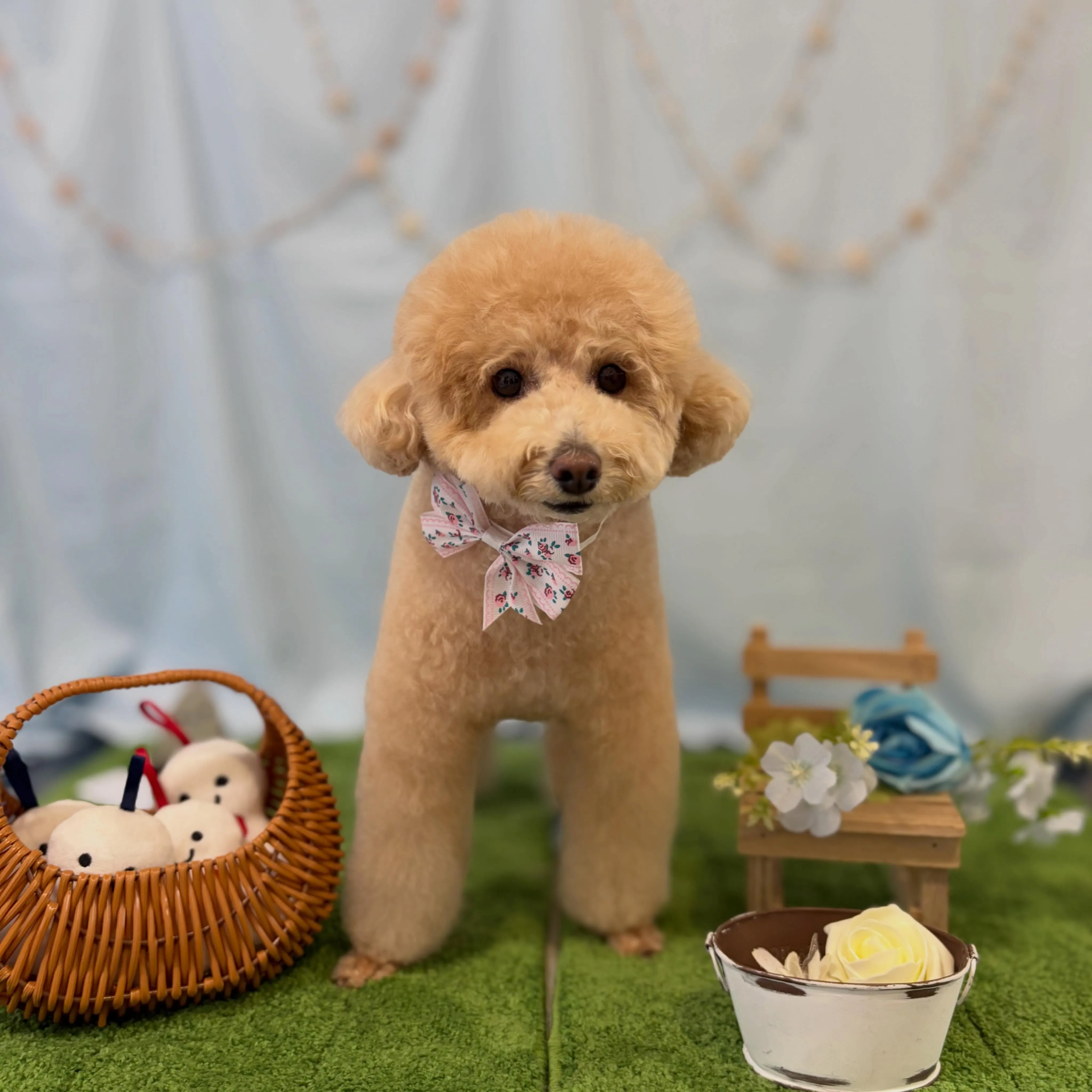 トリミングのセットメニューをご利用頂いたわんこさんです🐾
