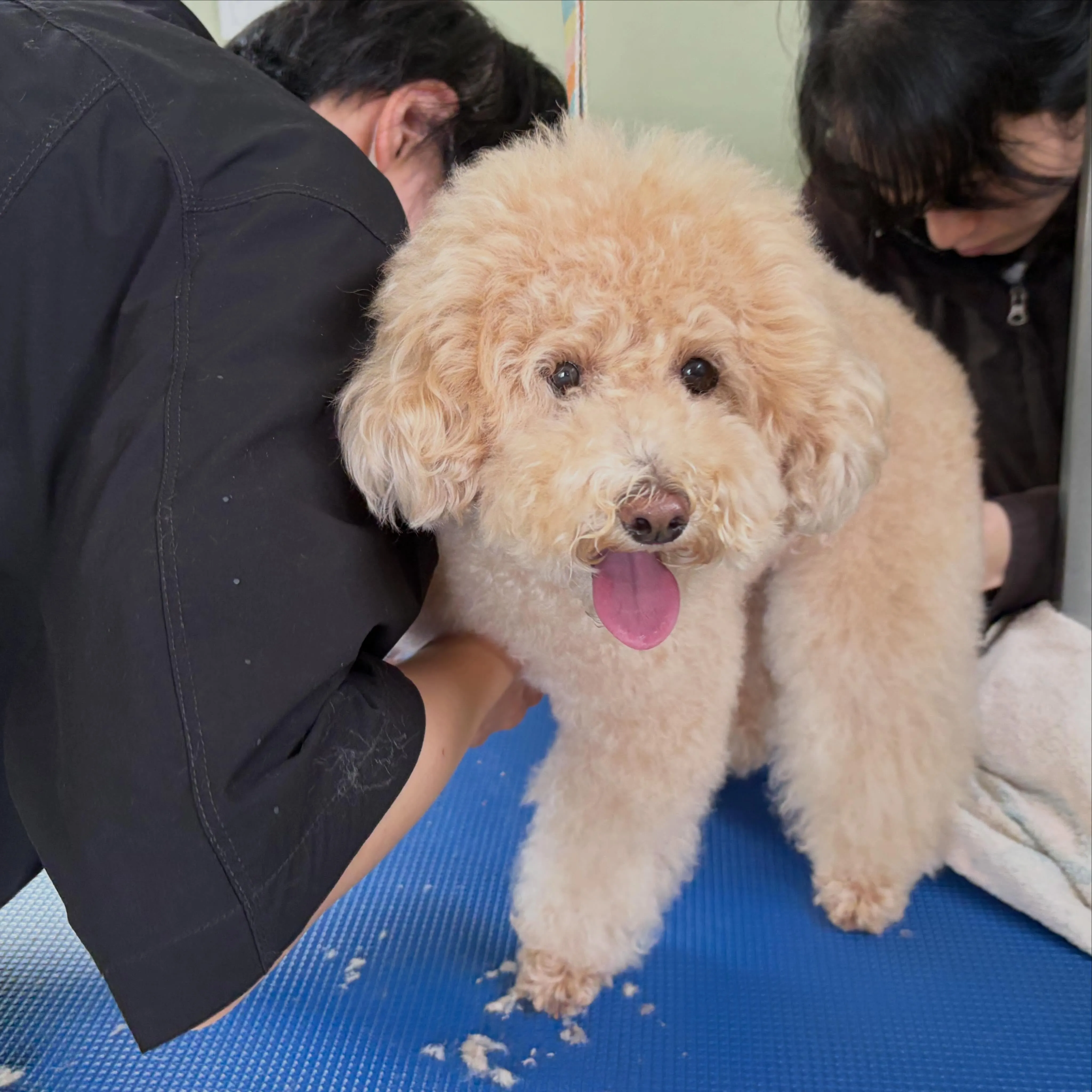 トリミングのセットメニューをご利用頂いたわんこさんです🐾
