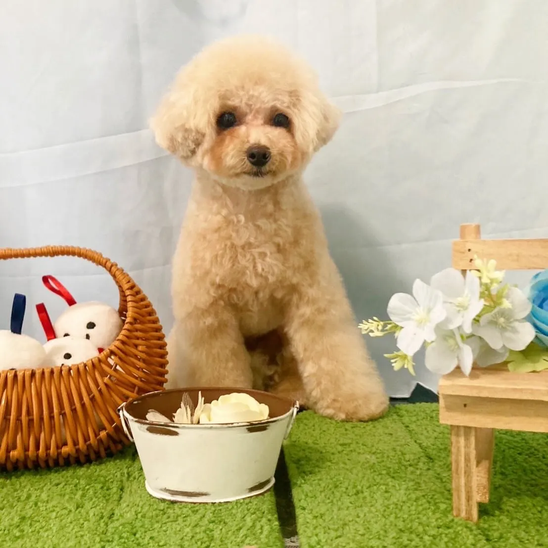トリミングのセットメニューをご利用頂いたわんこさんです🐾
