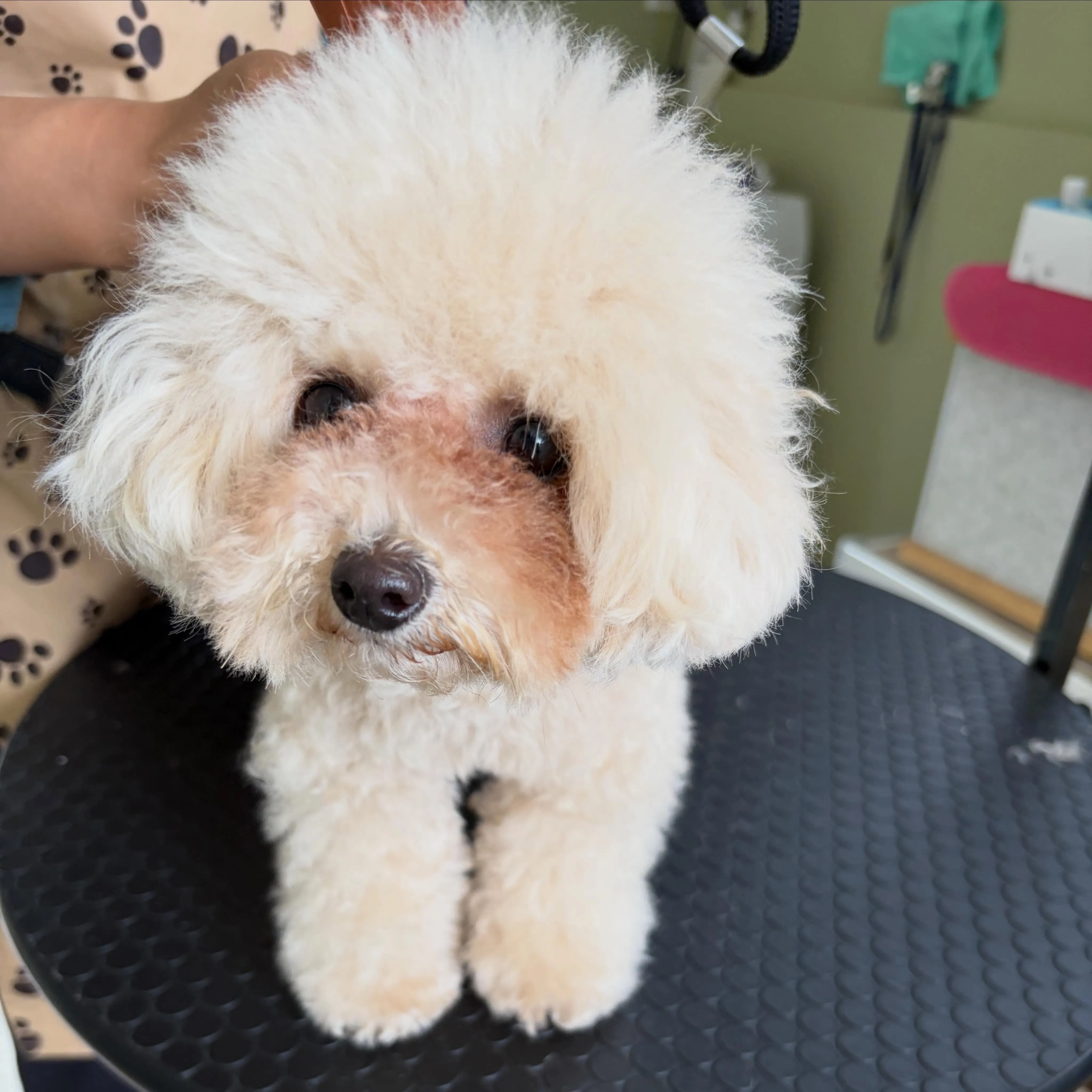 トリミングのセットメニューをご利用頂いたわんこさんです🐾