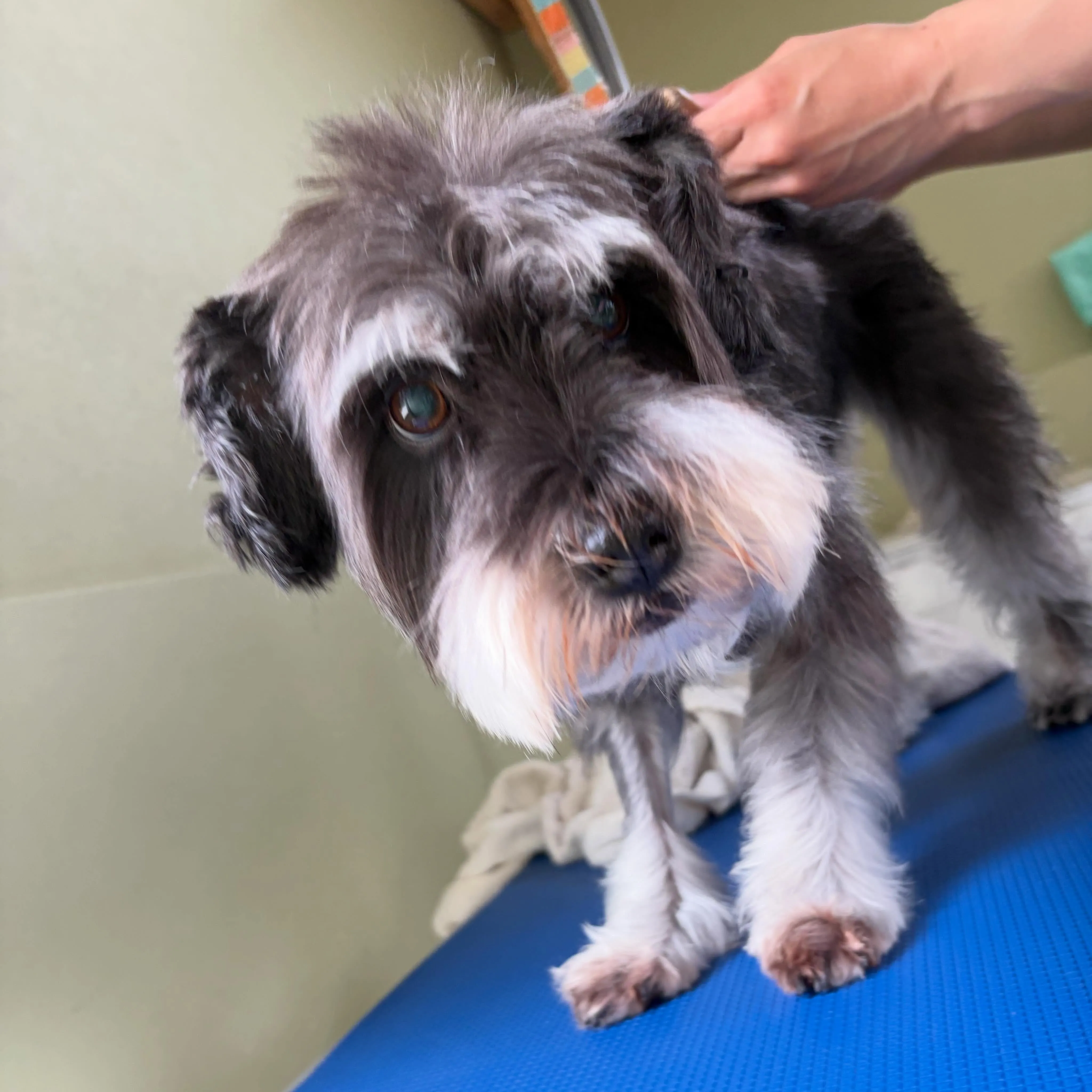 トリミングのセットメニューをご利用頂いたわんこたちです✨️