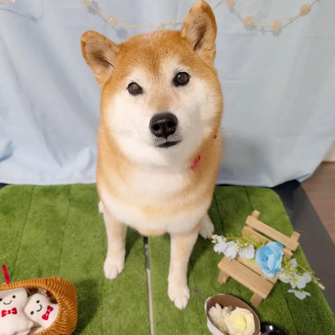 トリミングのセットメニューをご利用頂いたわんこたちです✨️