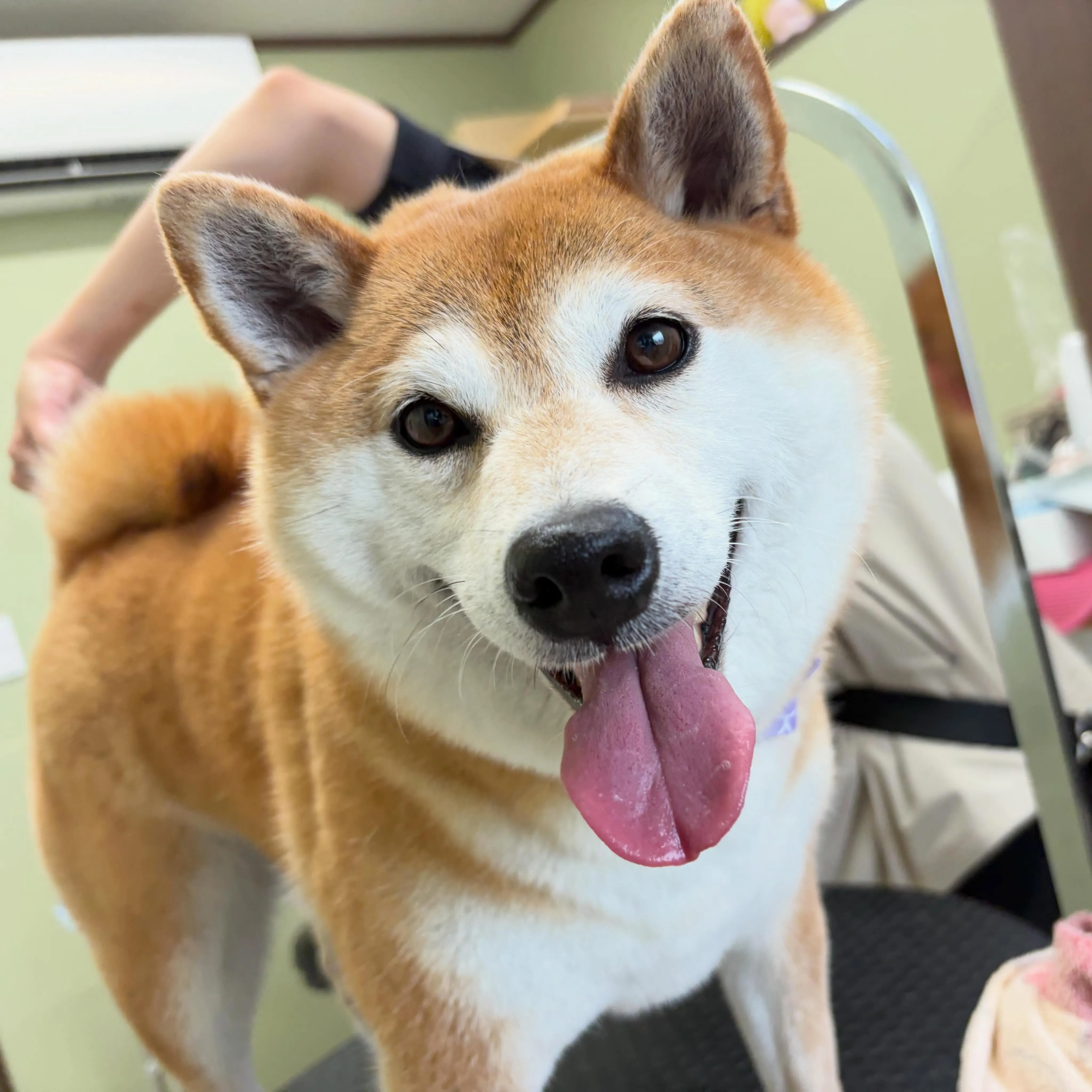 トリミングのセットメニューをご利用頂いたわんこたちです✨️