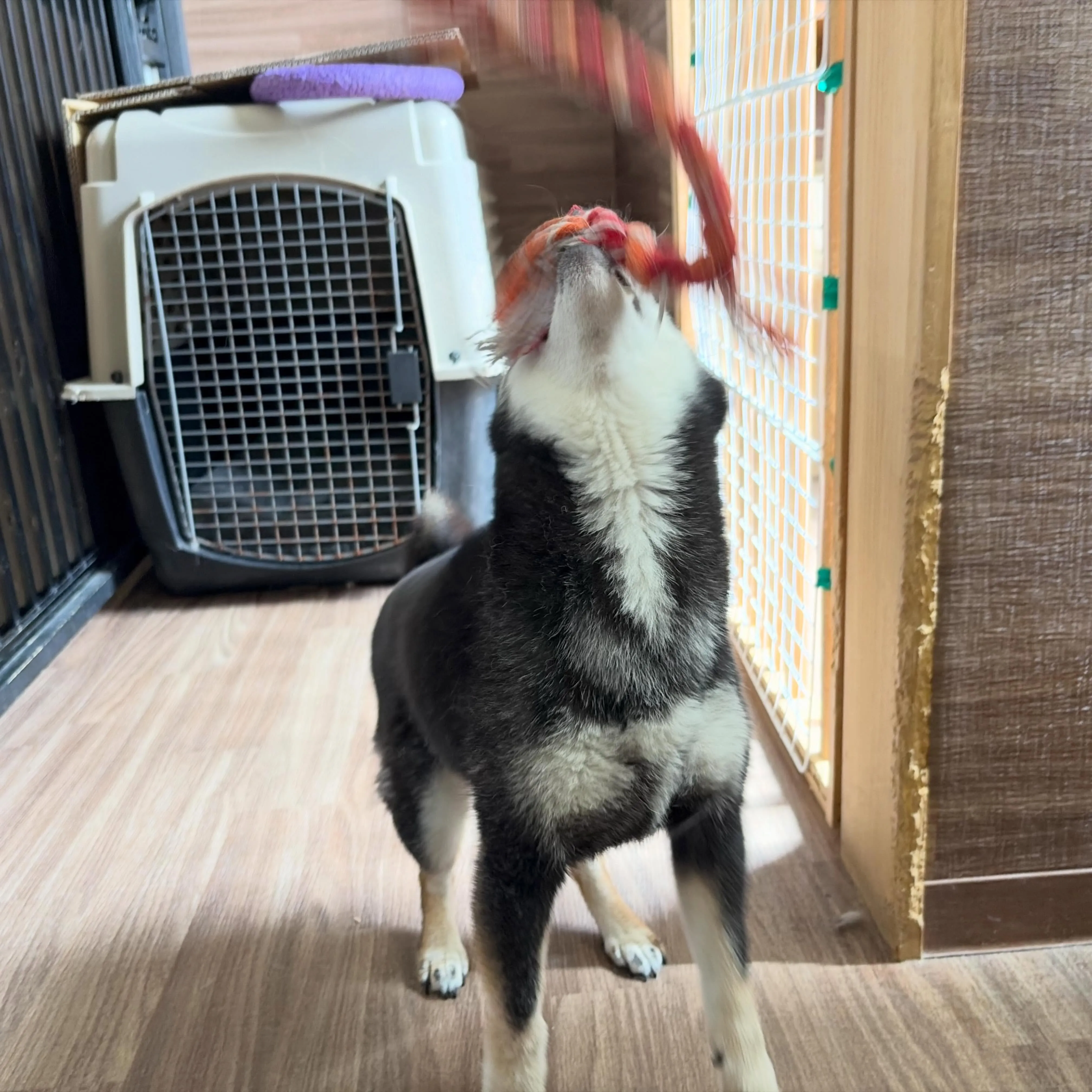 入会してくれた千代ちゃんです🎶
