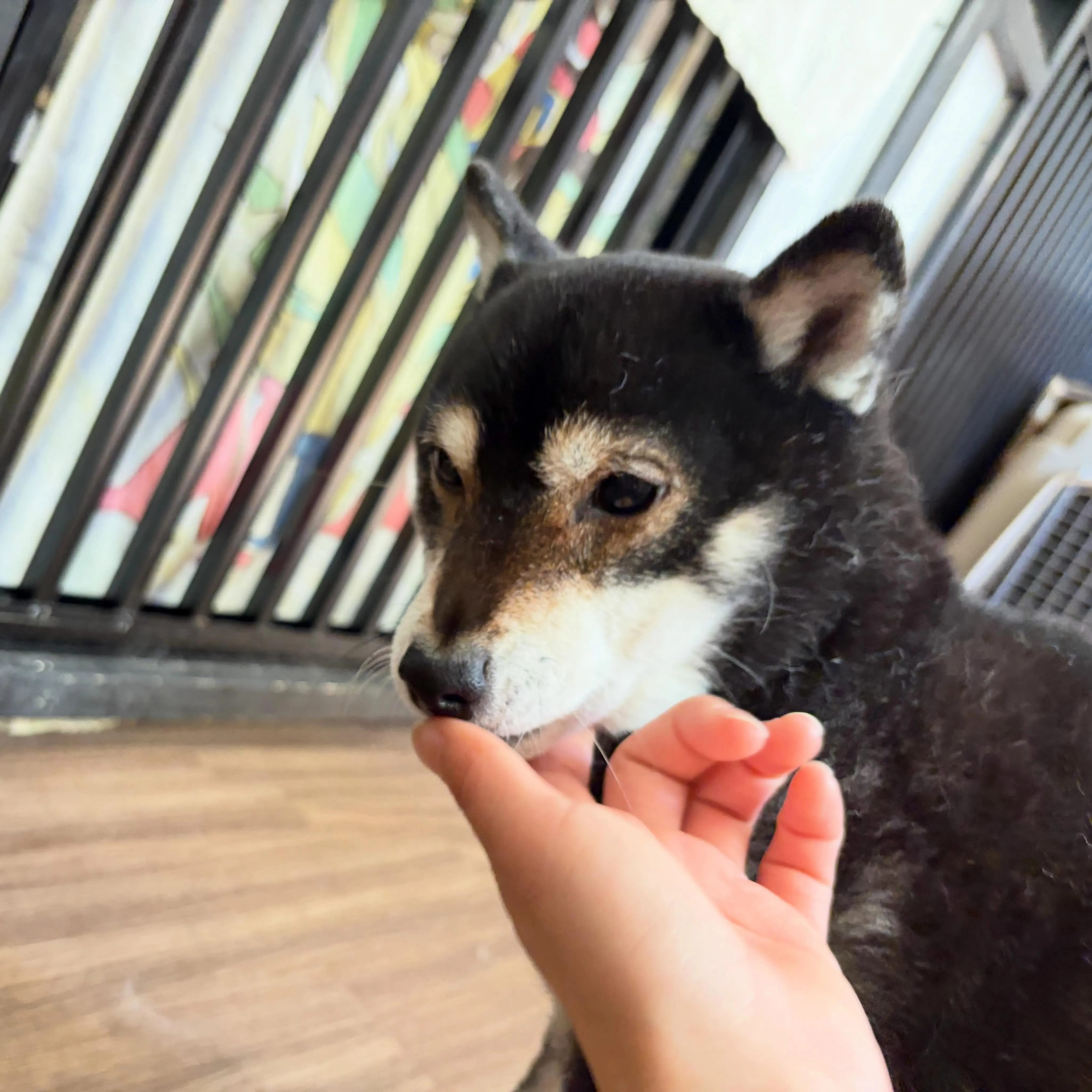 入会してくれた千代ちゃんです🎶