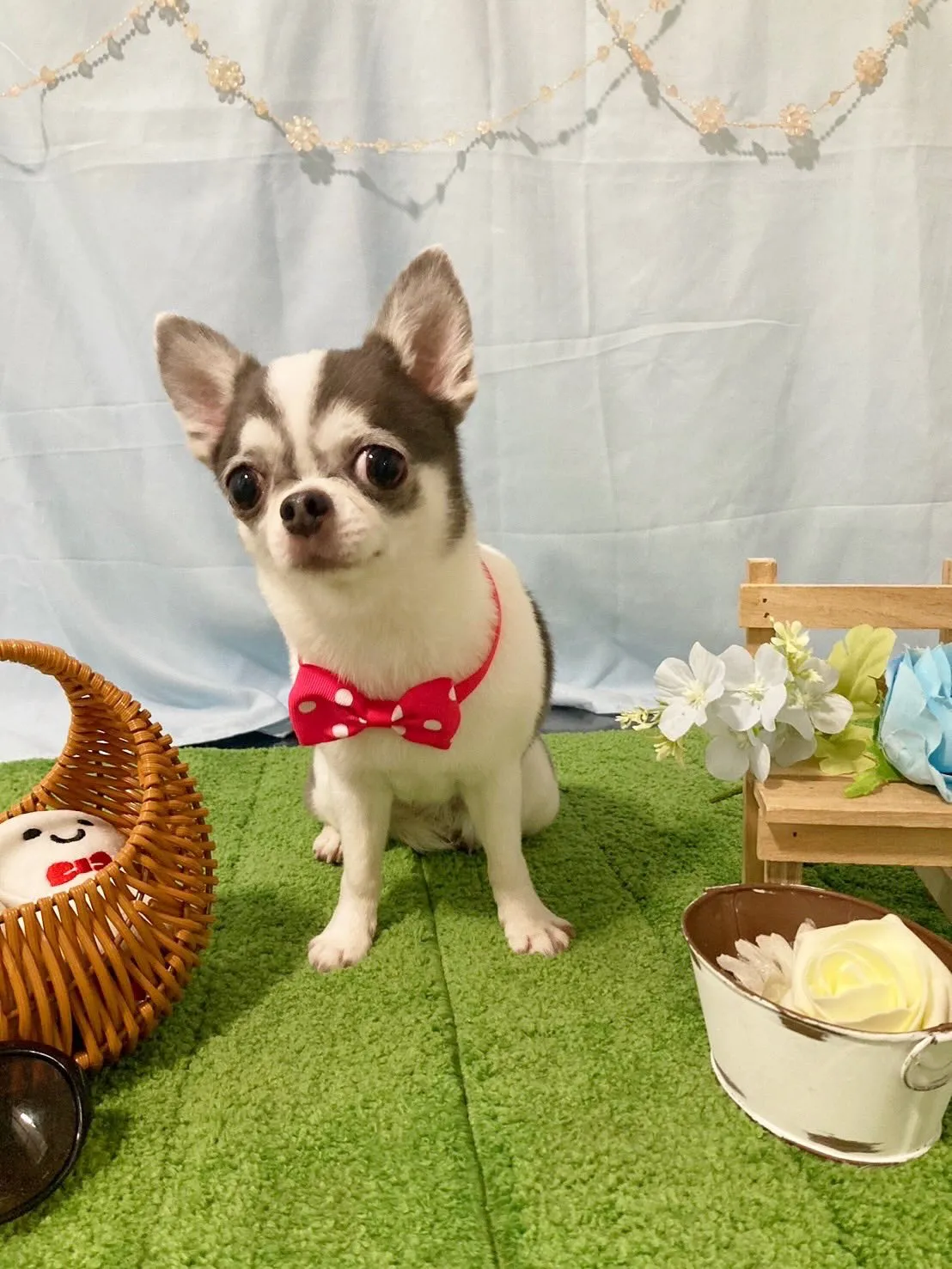 先月アップしきれなかったお手入れわんこたちです✨️