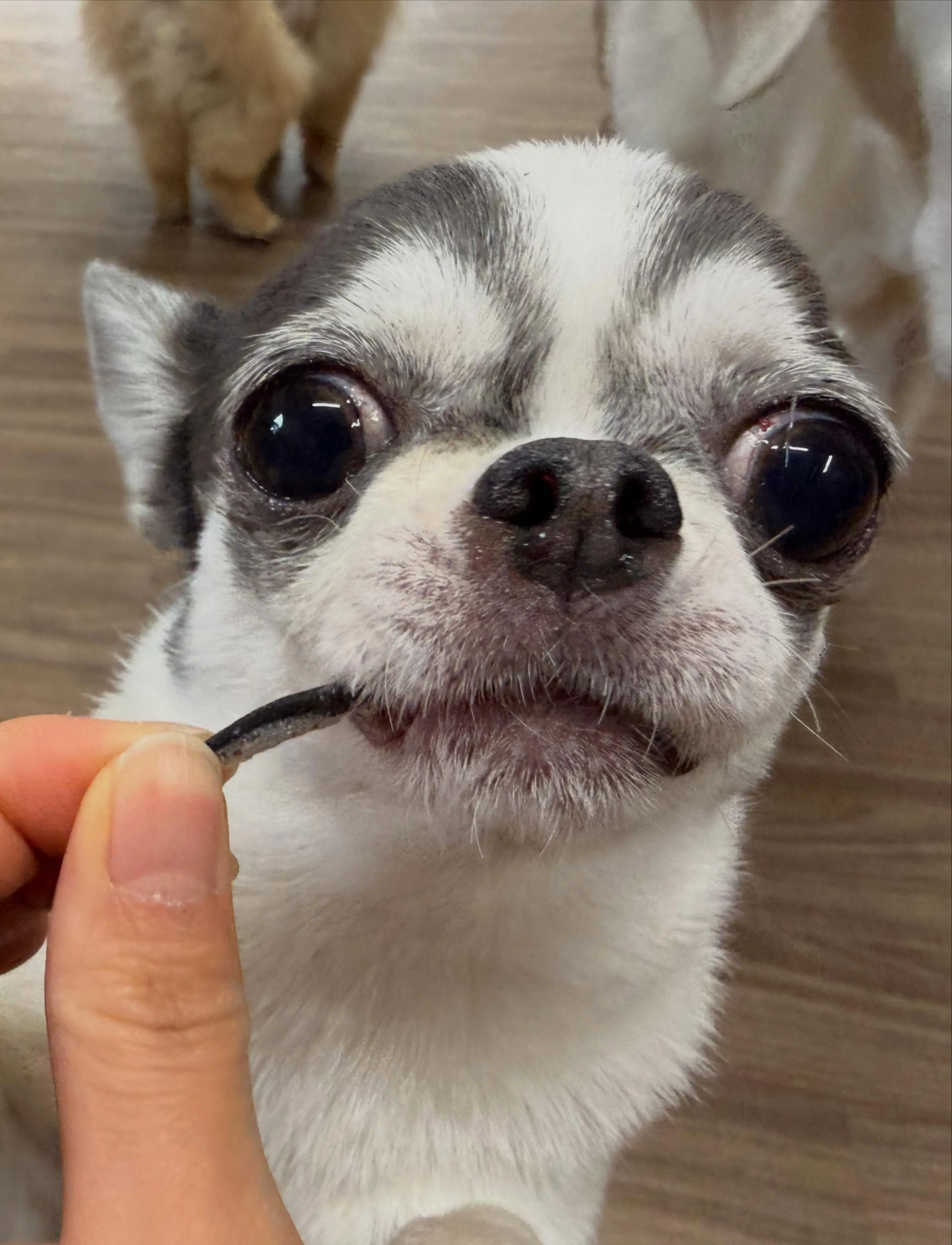 先月アップしきれなかったお手入れわんこたちです✨️