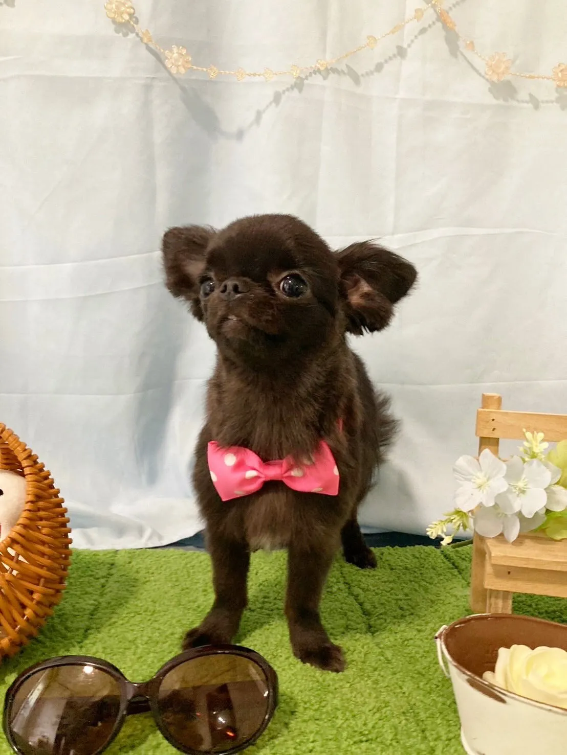 先月アップしきれなかったお手入れわんこたちです✨️