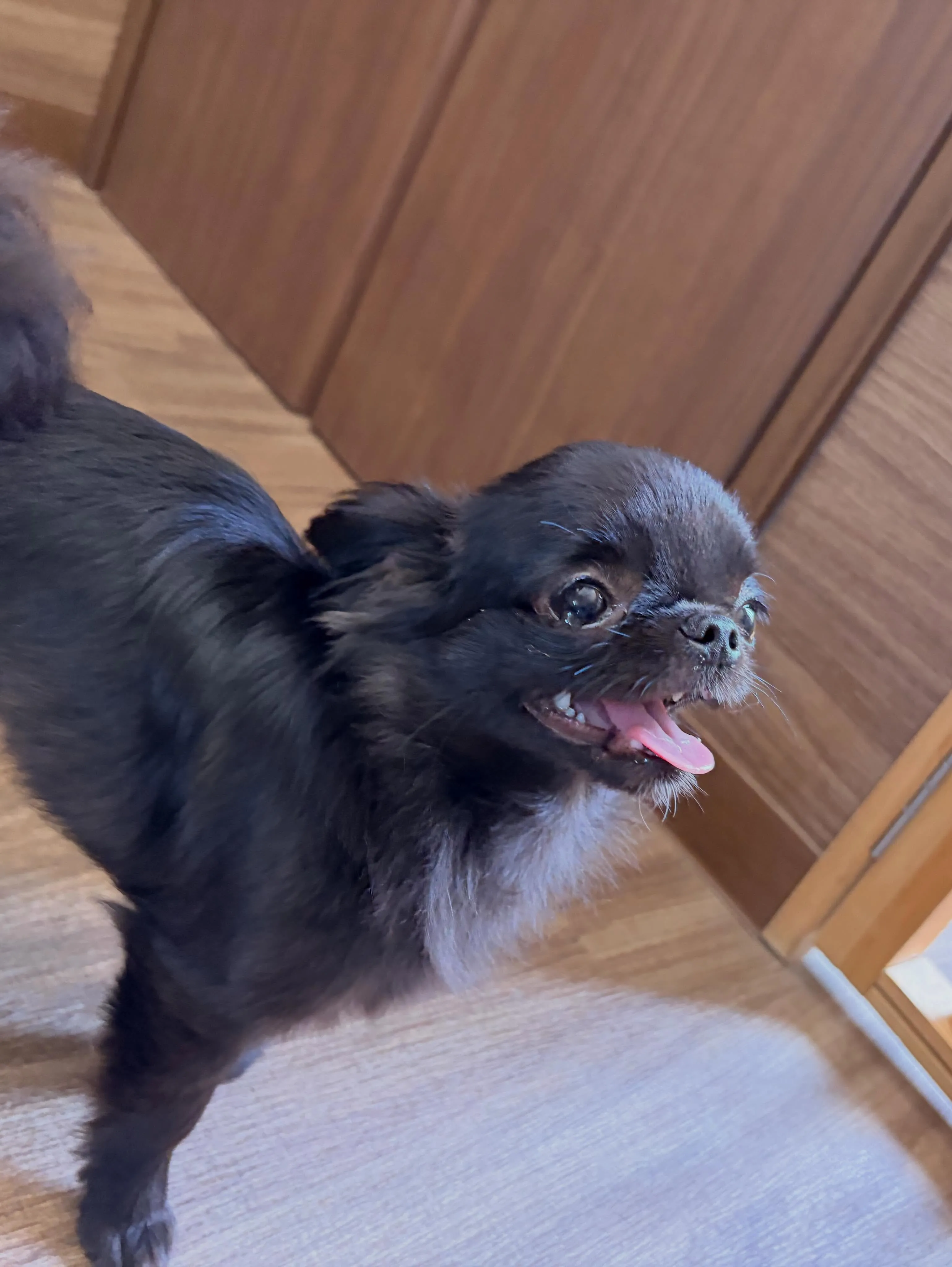 先月アップしきれなかったお手入れわんこたちです✨️