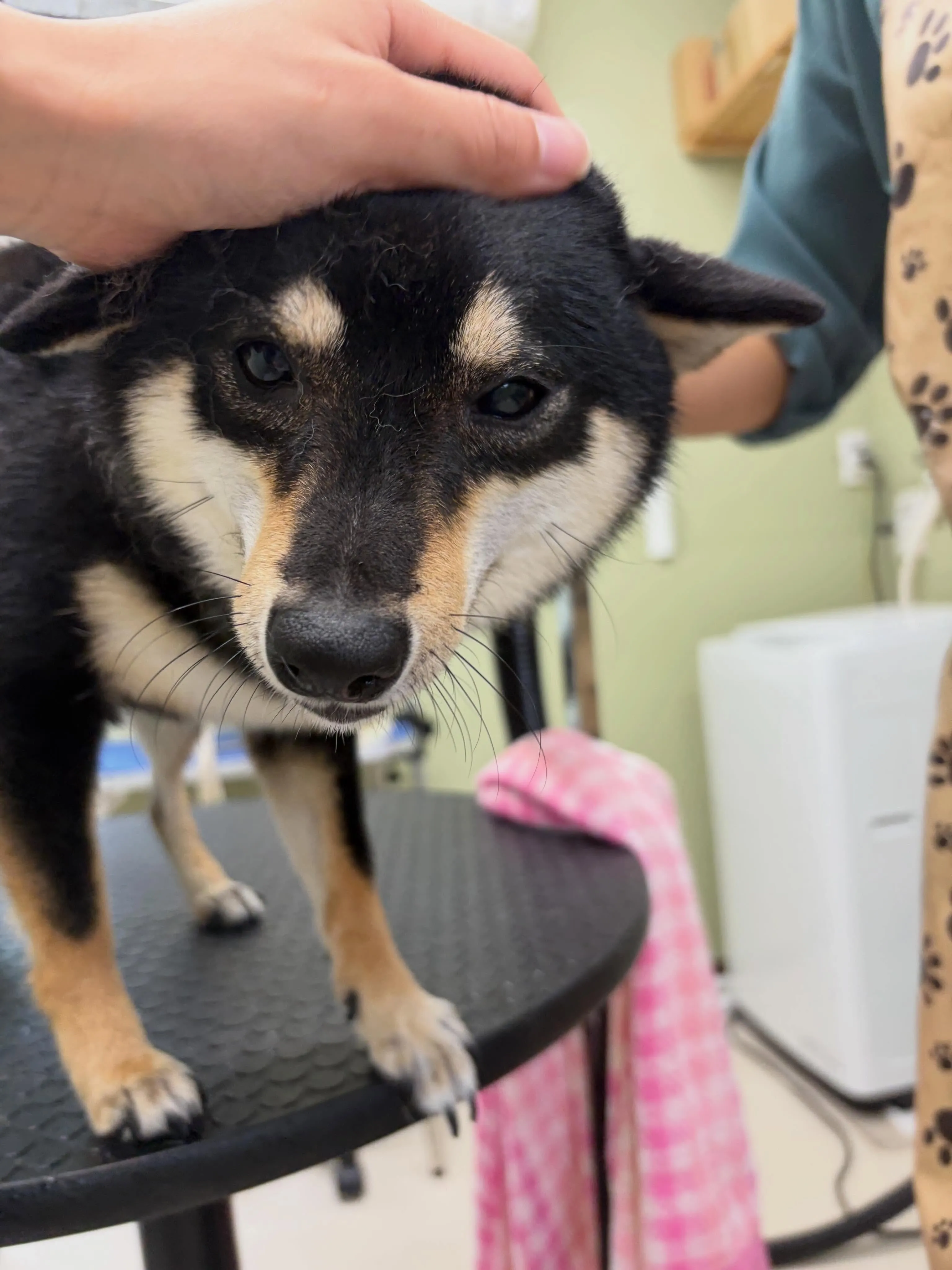 先月アップしきれなかったわんこたち🐾