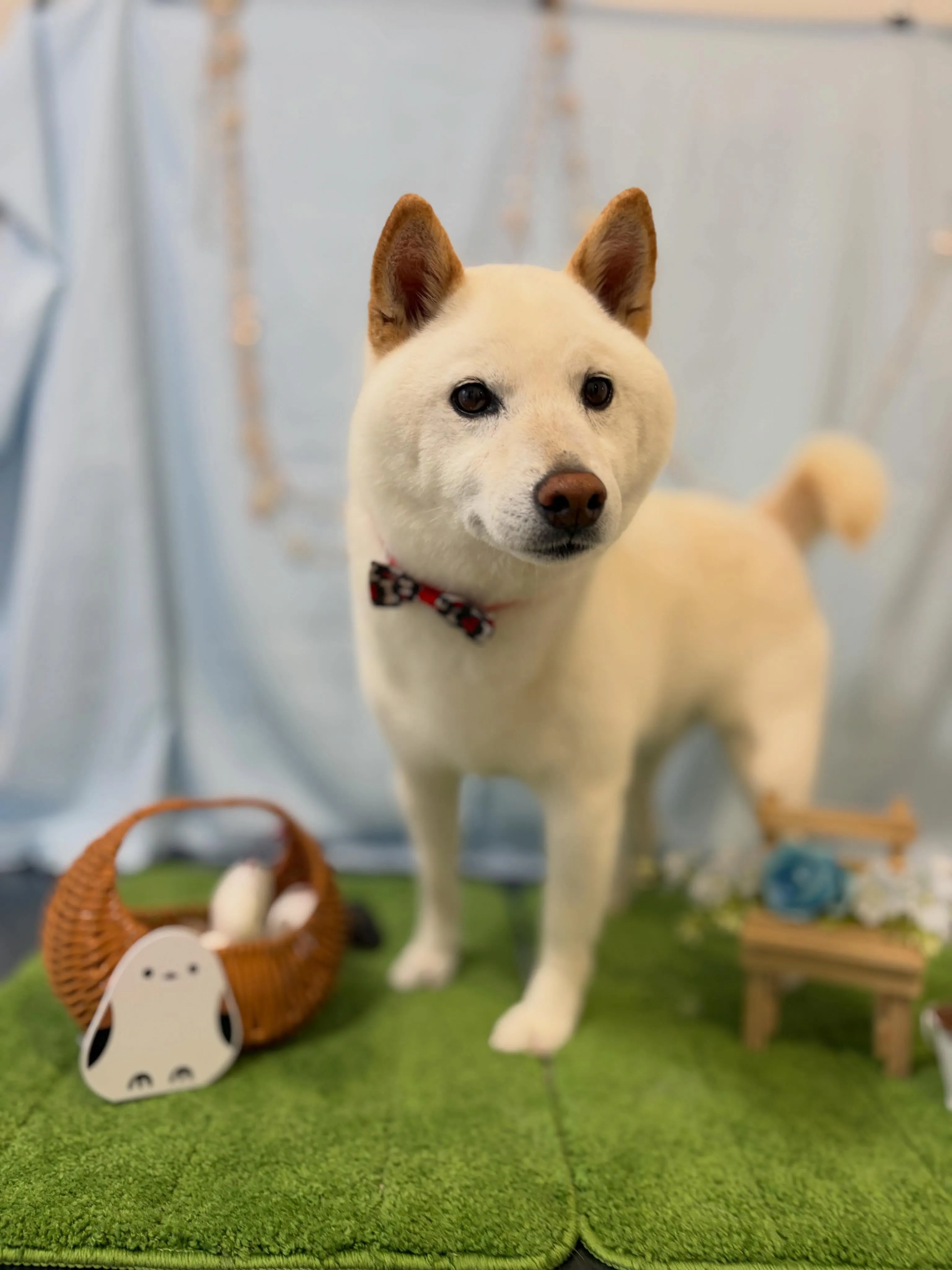 先月アップしきれなかったわんこたち🐾