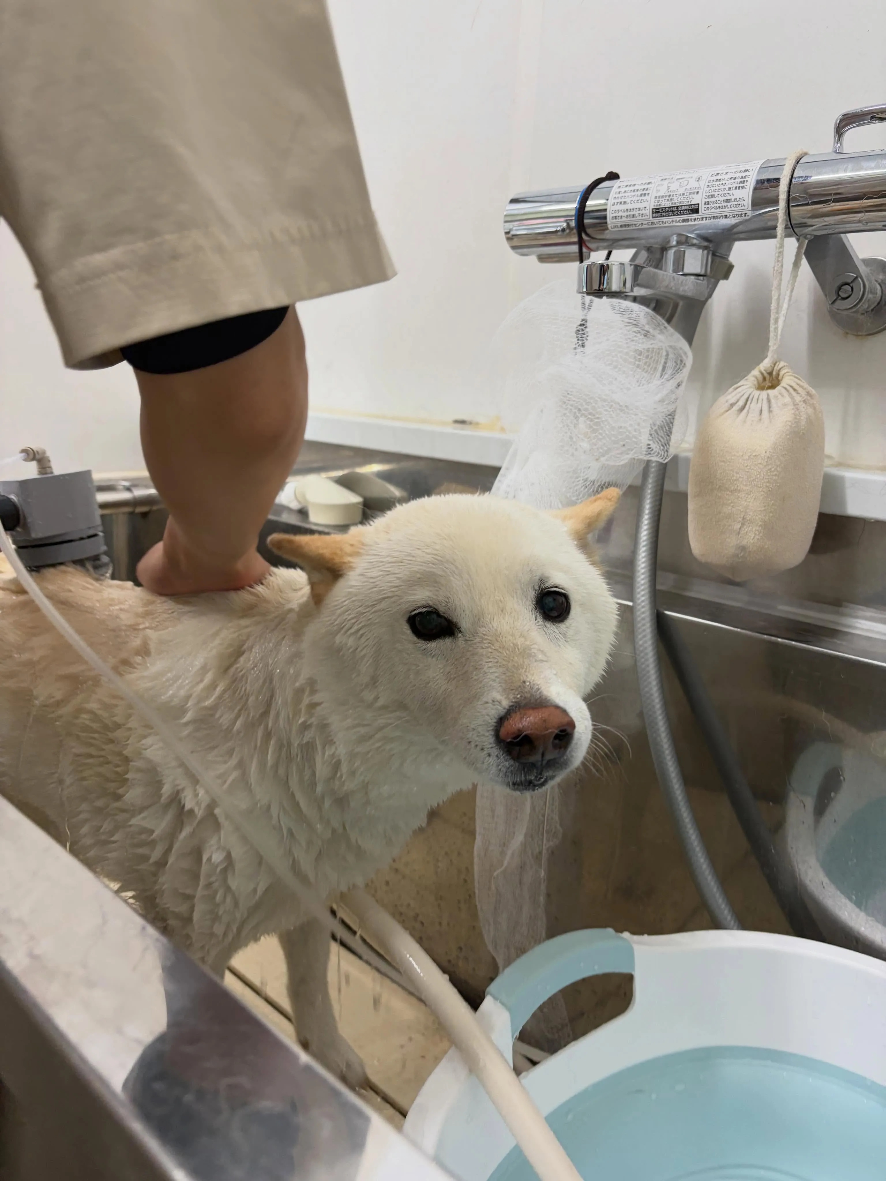 先月アップしきれなかったわんこたち🐾
