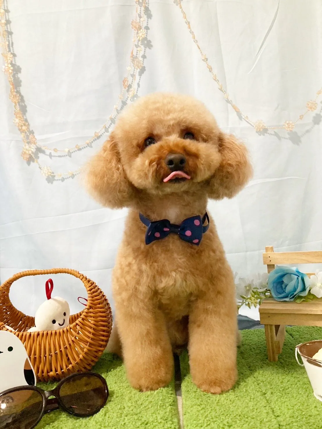 先月アップしきれなかったわんこたち🐾