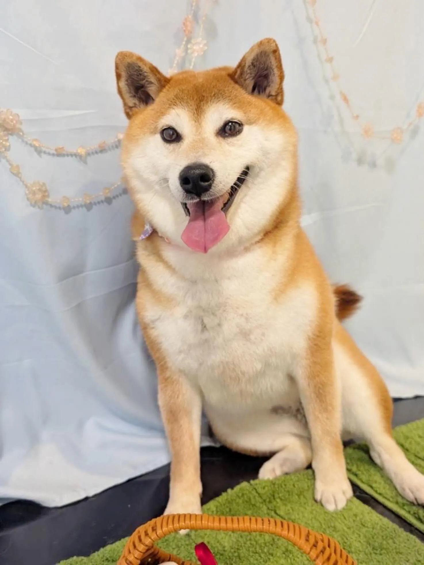 先月アップしきれなかったわんこたち🐾
