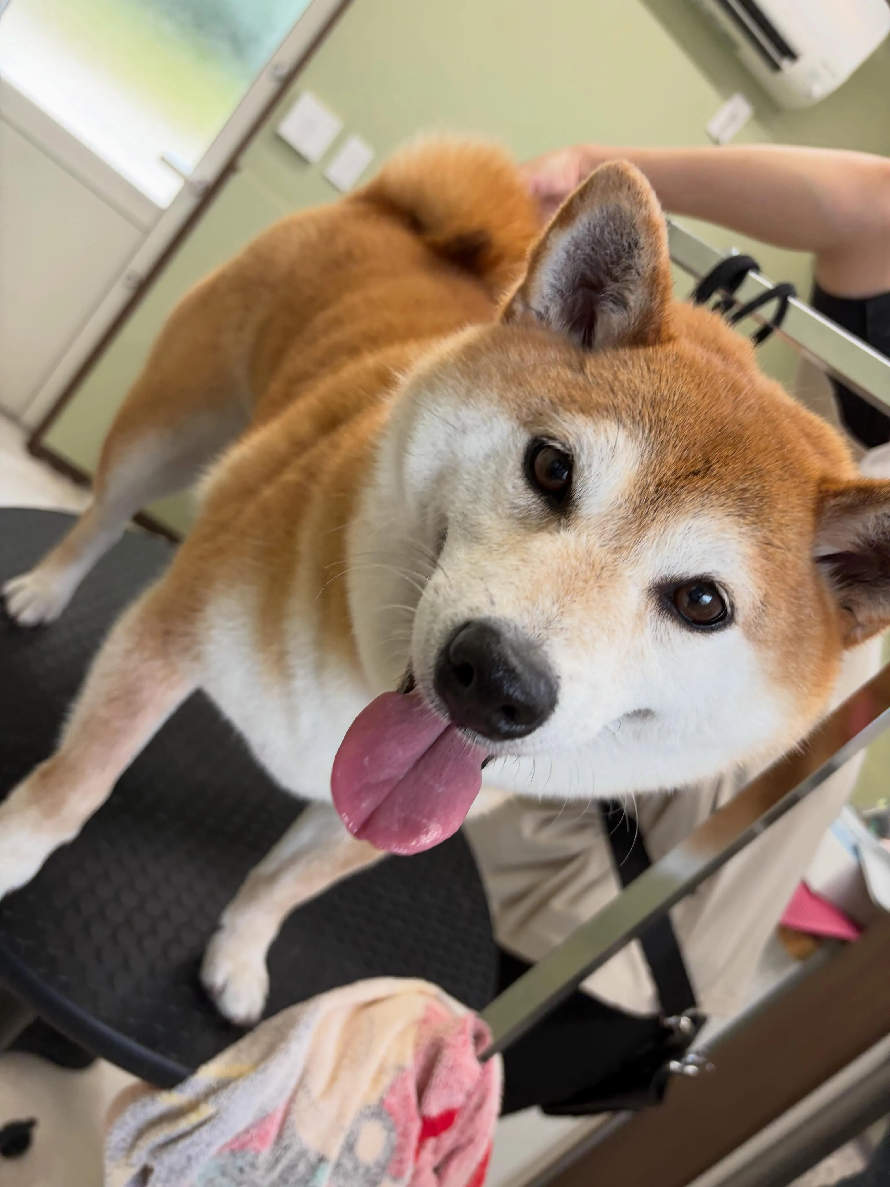先月アップしきれなかったわんこたち🐾
