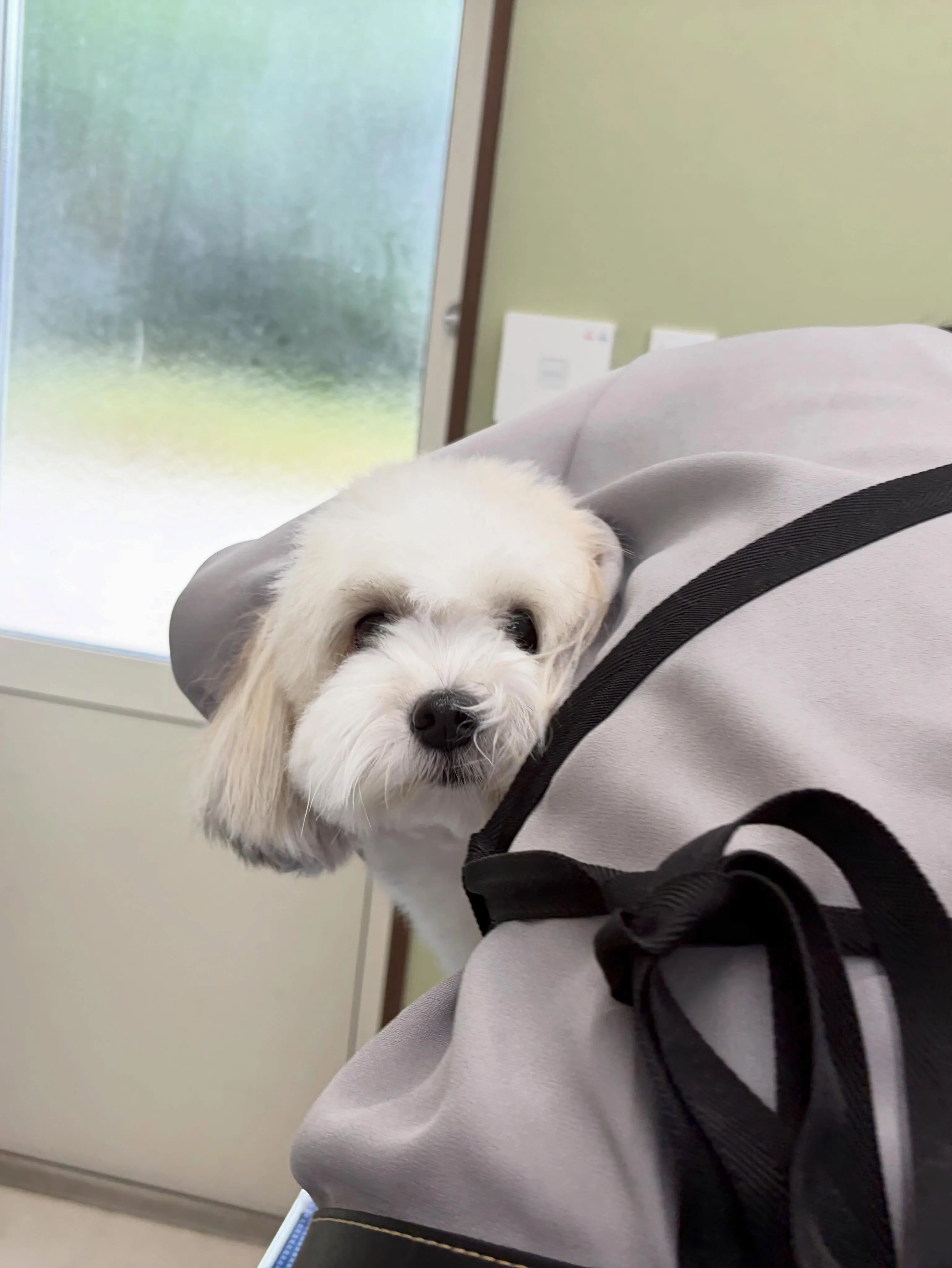 先月アップできなかったお手入れわんこたち🐾