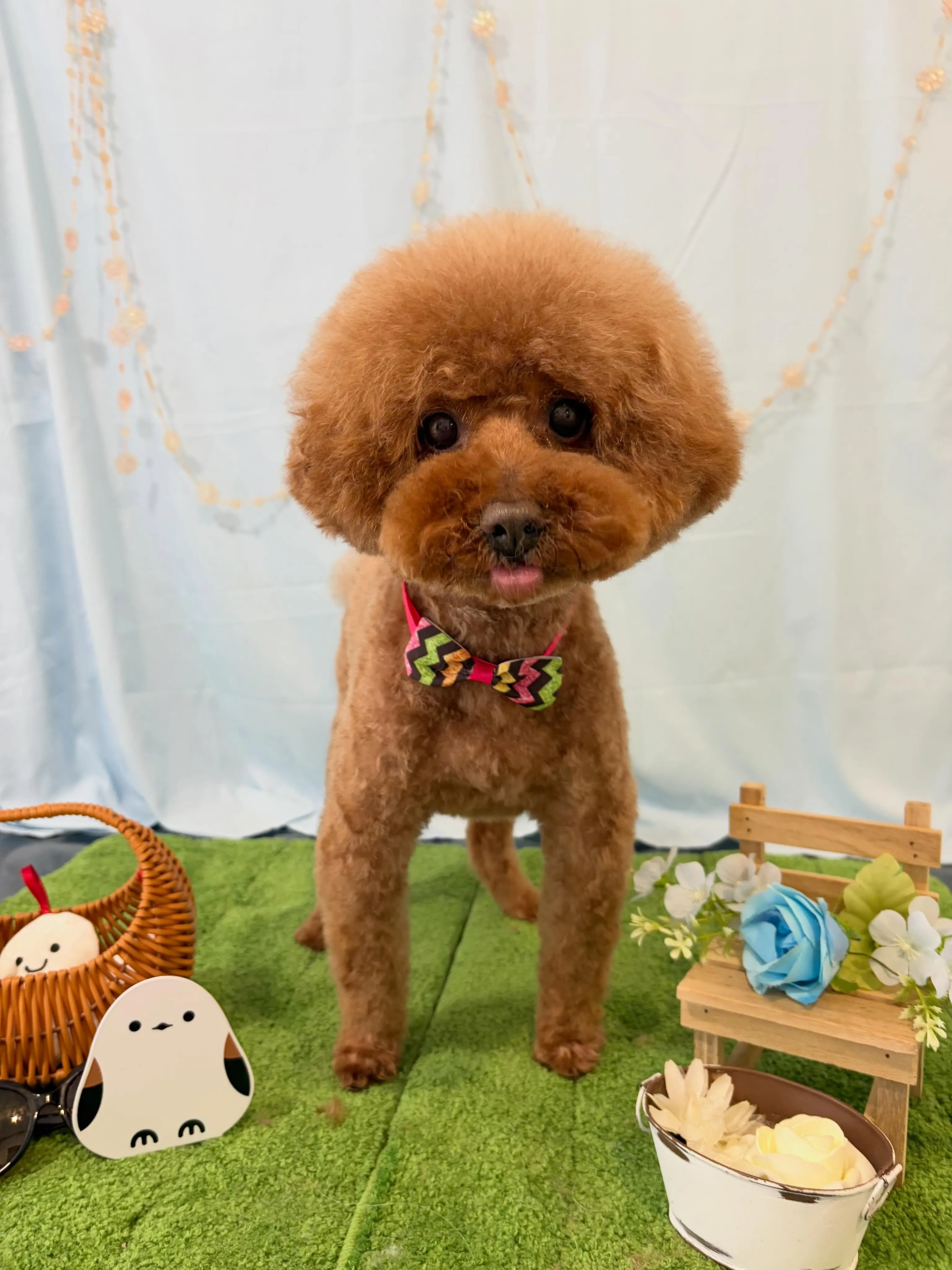 先月アップできなかったお手入れわんこたち🐾