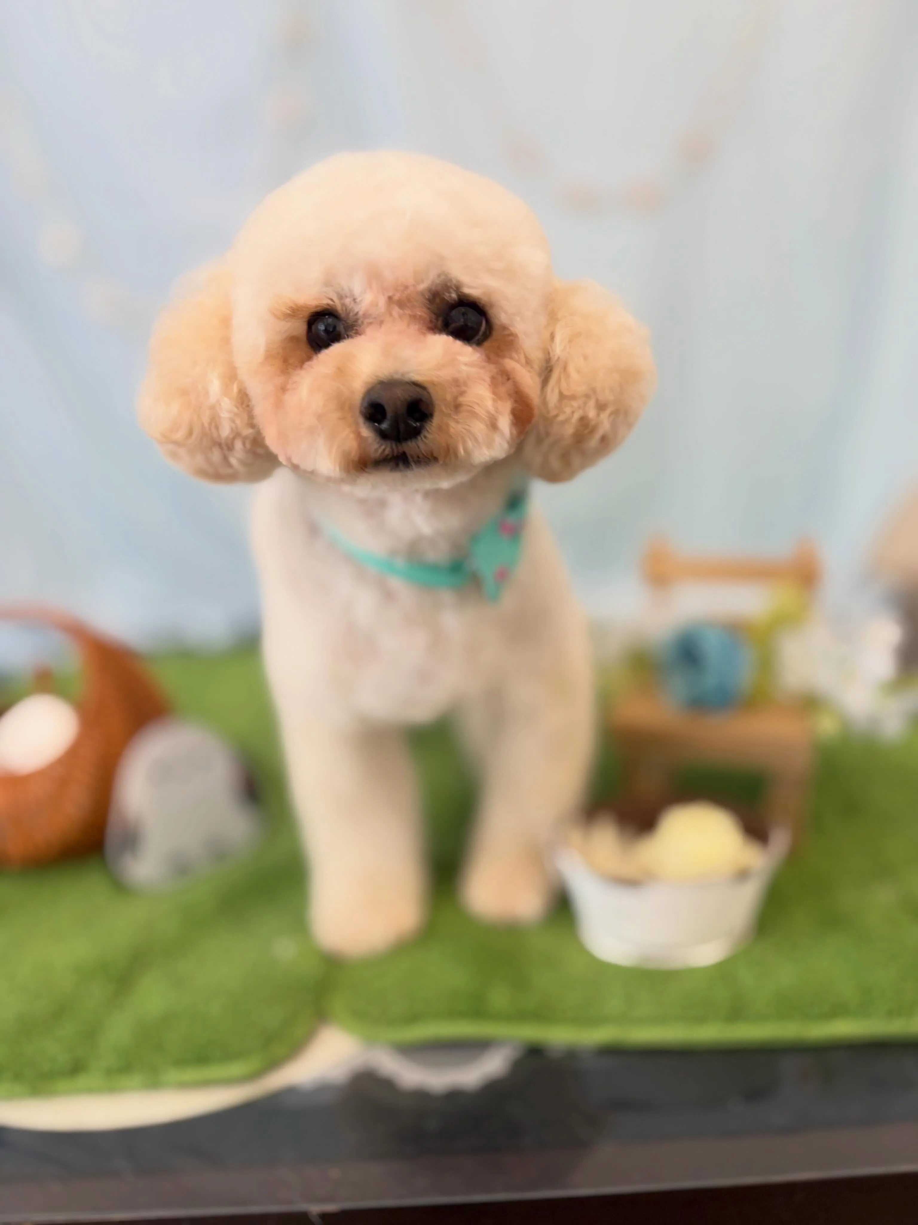 先月アップしきれなかったわんこたちです🐕🐾