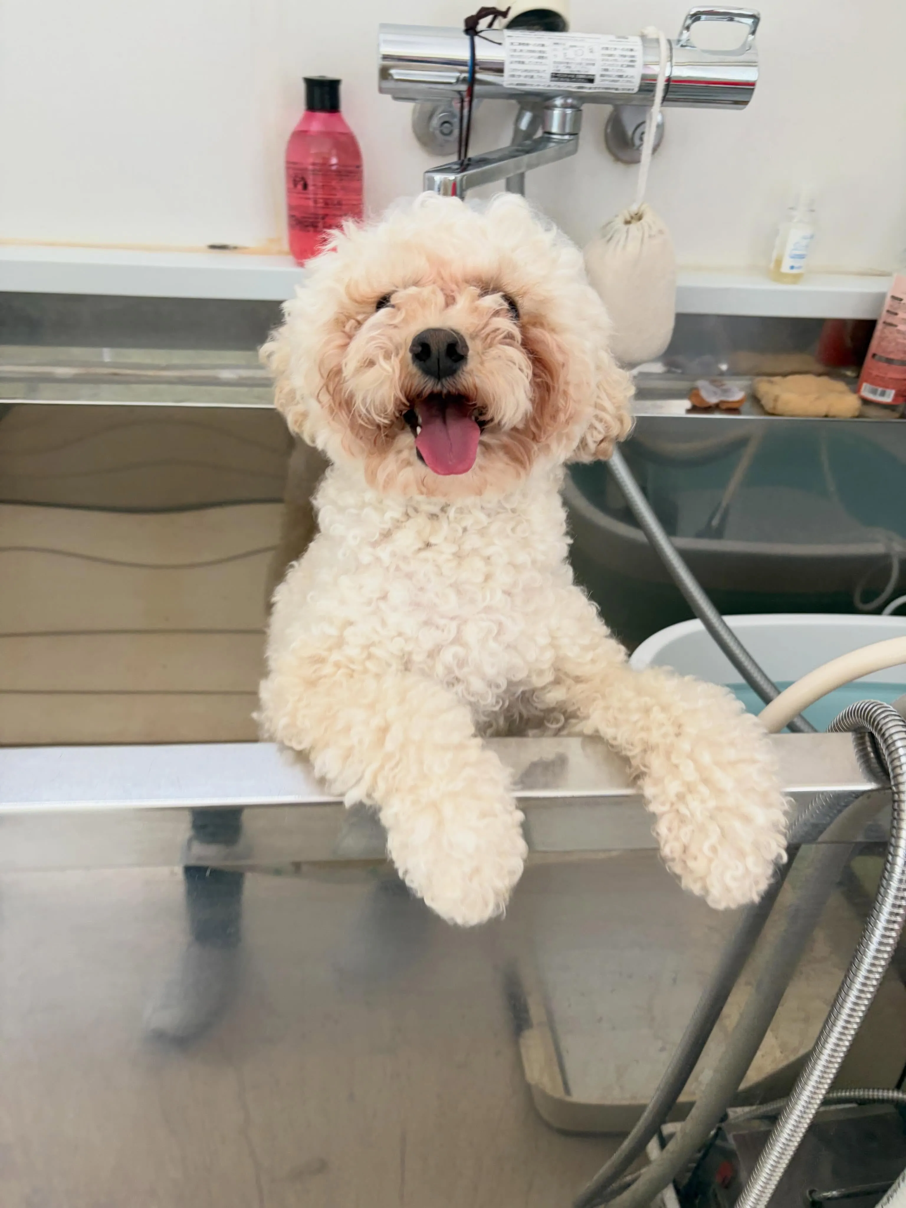 先月アップしきれなかったわんこたちです🐕🐾