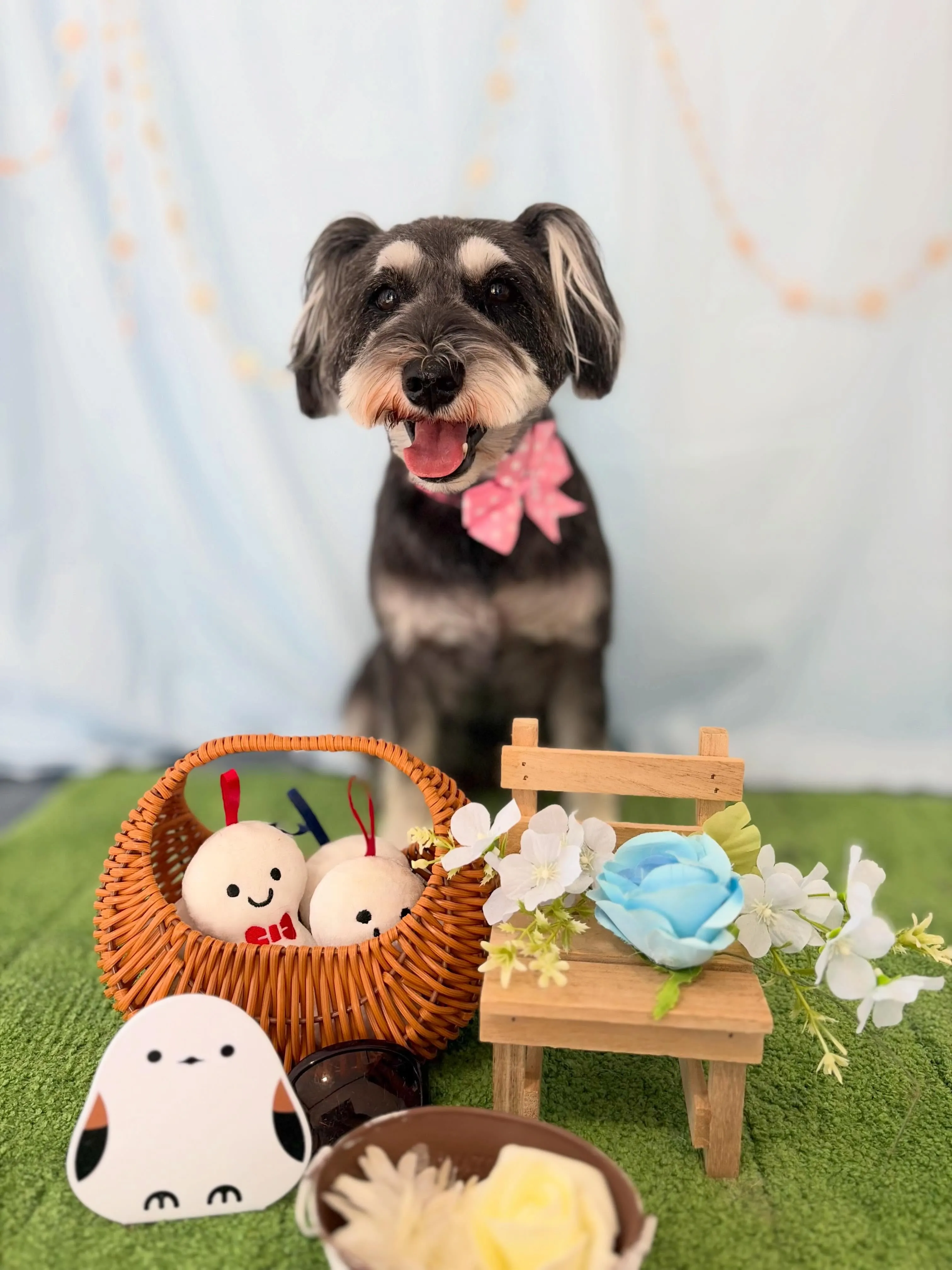 先月アップしきれなかったわんこたちです🐕🐾