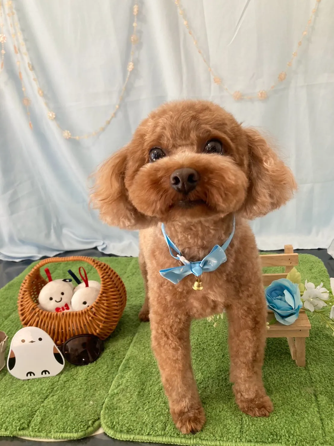 先月アップしきれなかったわんこたちです🐕🐾