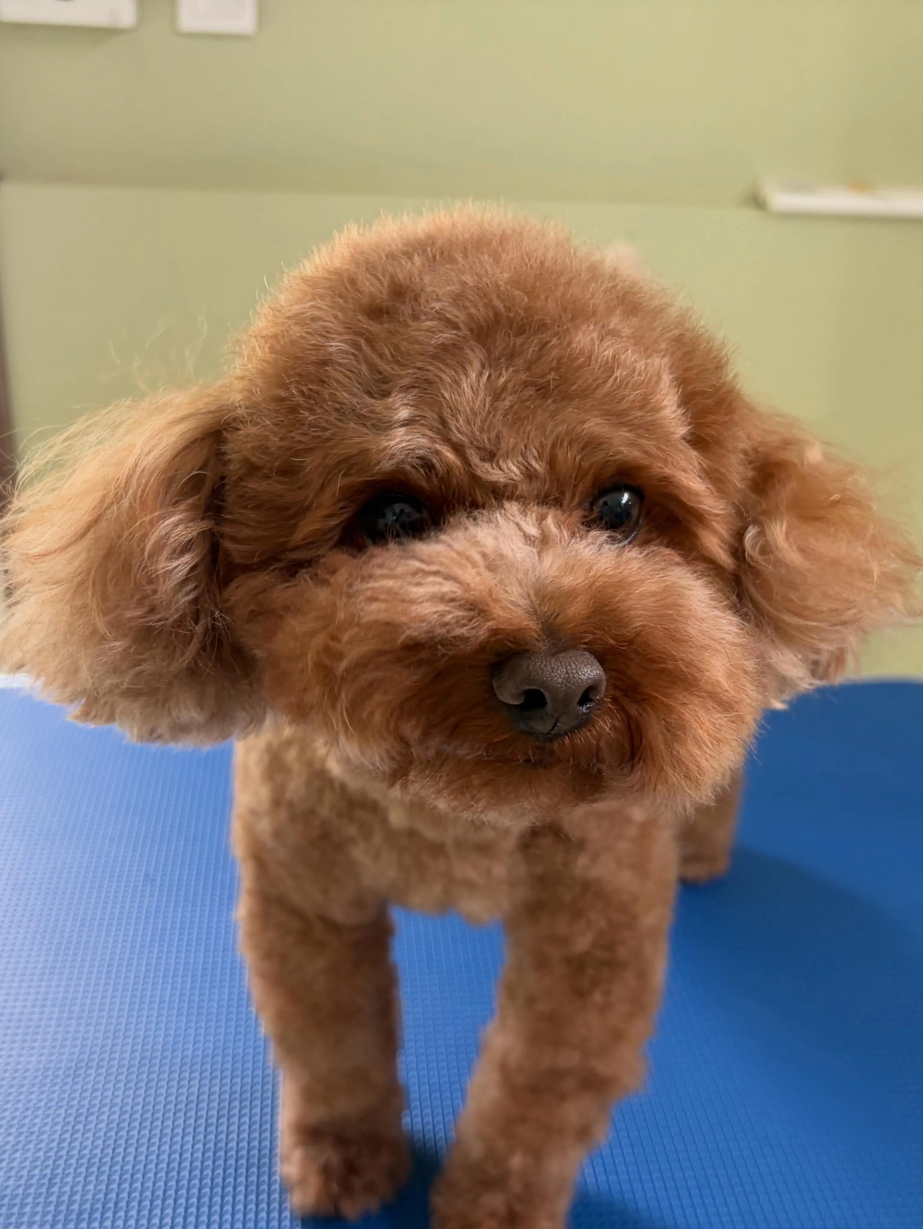 先月アップしきれなかったわんこたちです🐕🐾