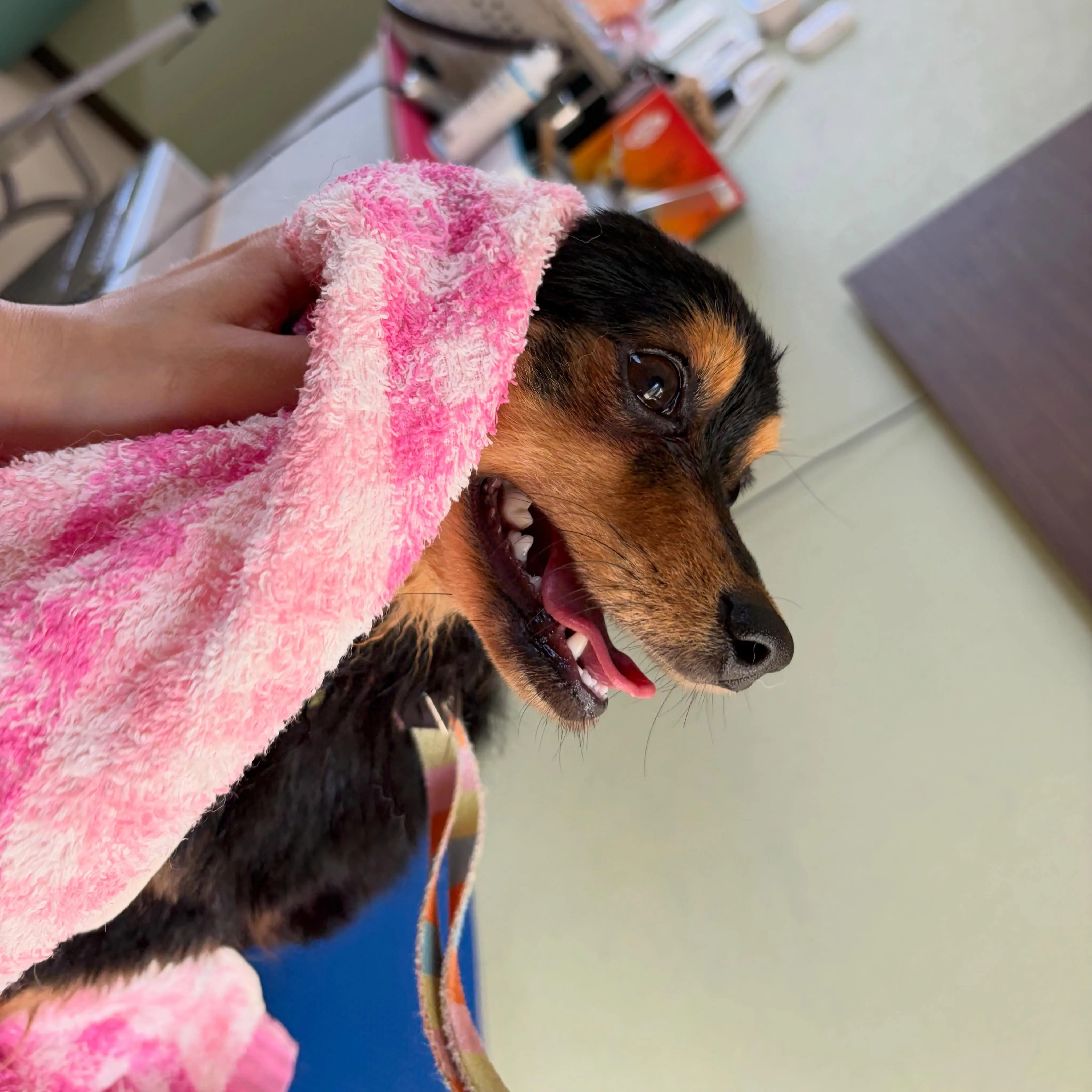 入会してくれたカイトくんです🌟