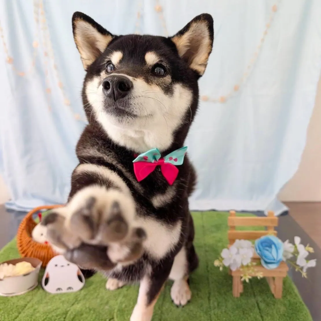 先月アップしきれなかったわんこ投稿ラストです❣️