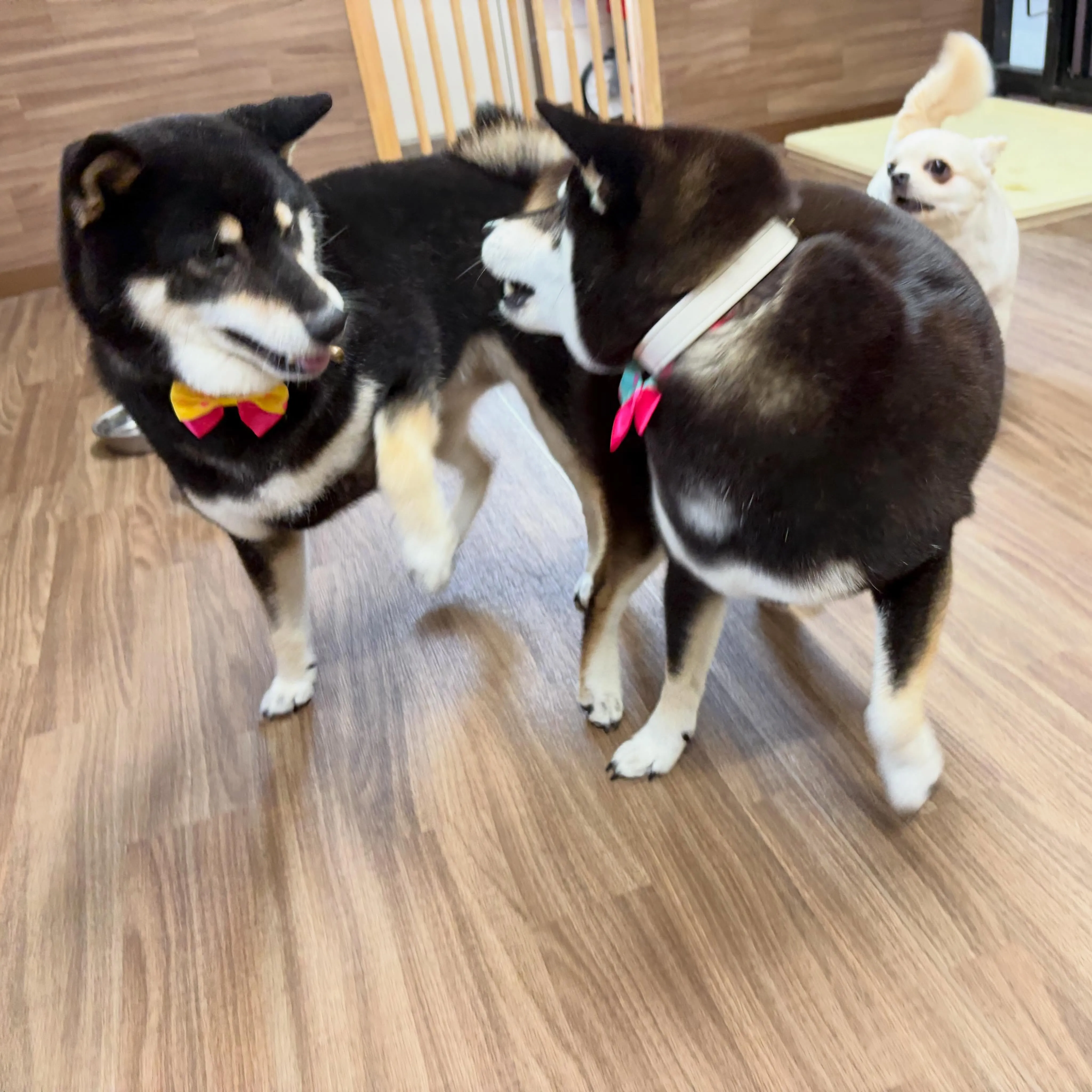 先月アップしきれなかったわんこ投稿ラストです❣️