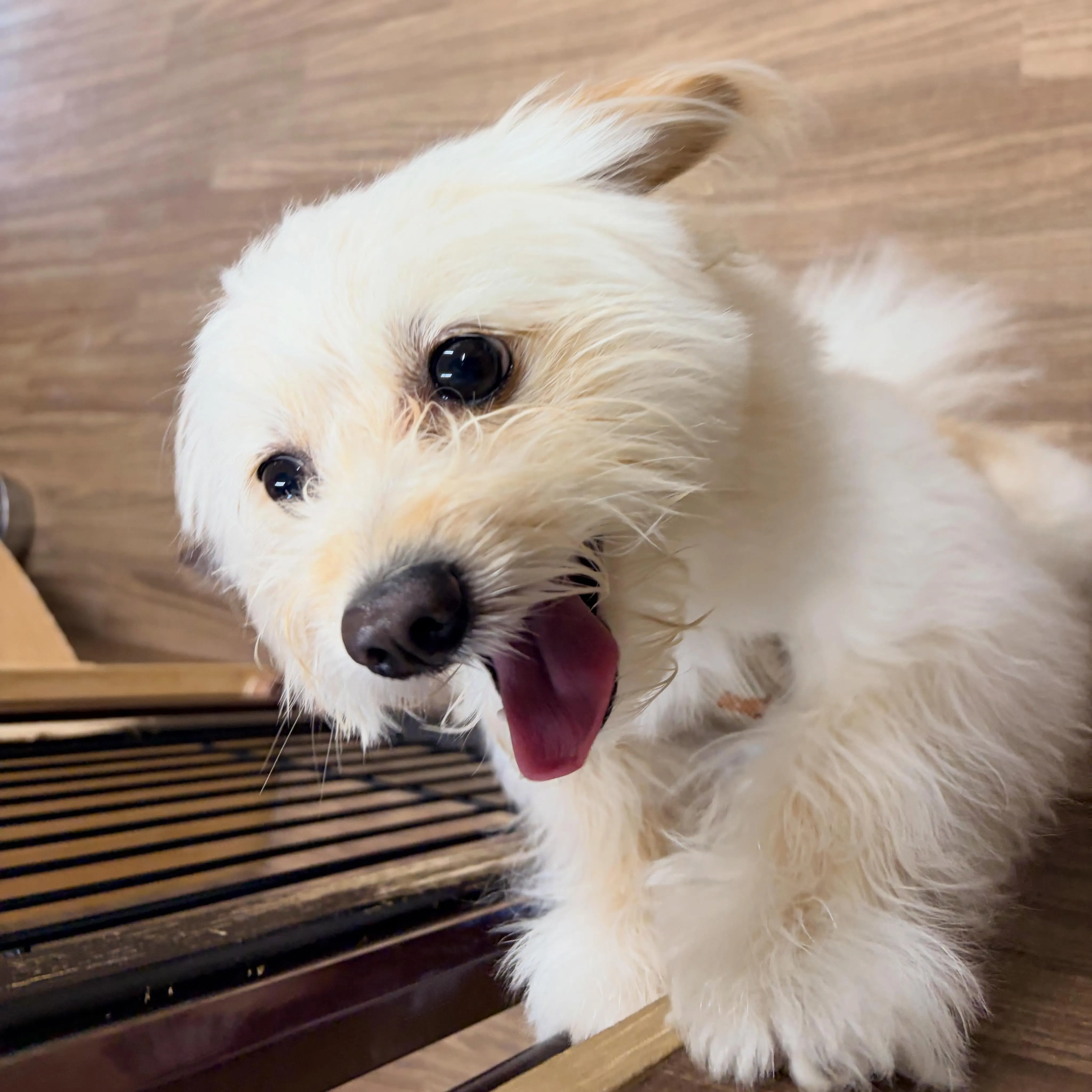 先月アップしきれなかったわんこ投稿ラストです❣️