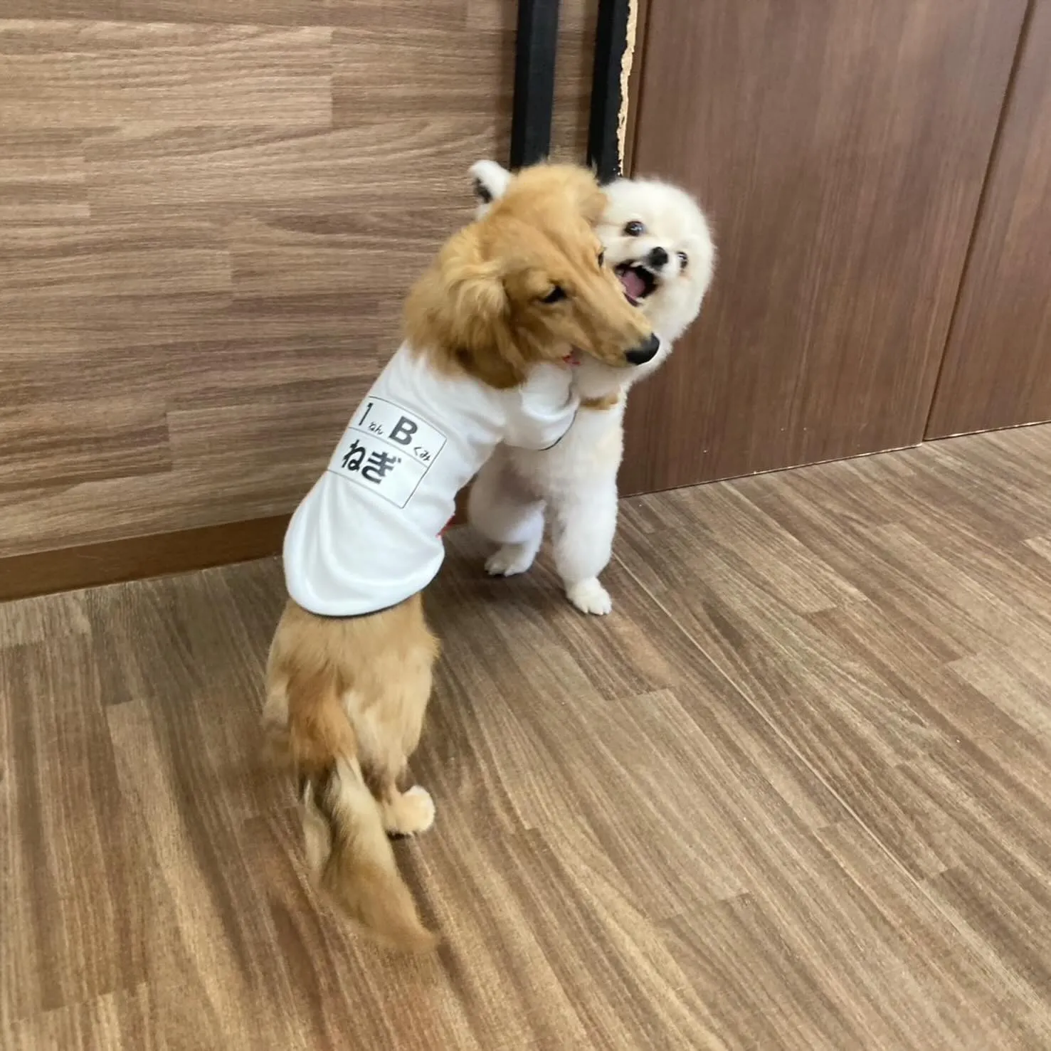 先月アップしきれなかったわんこ投稿ラストです❣️