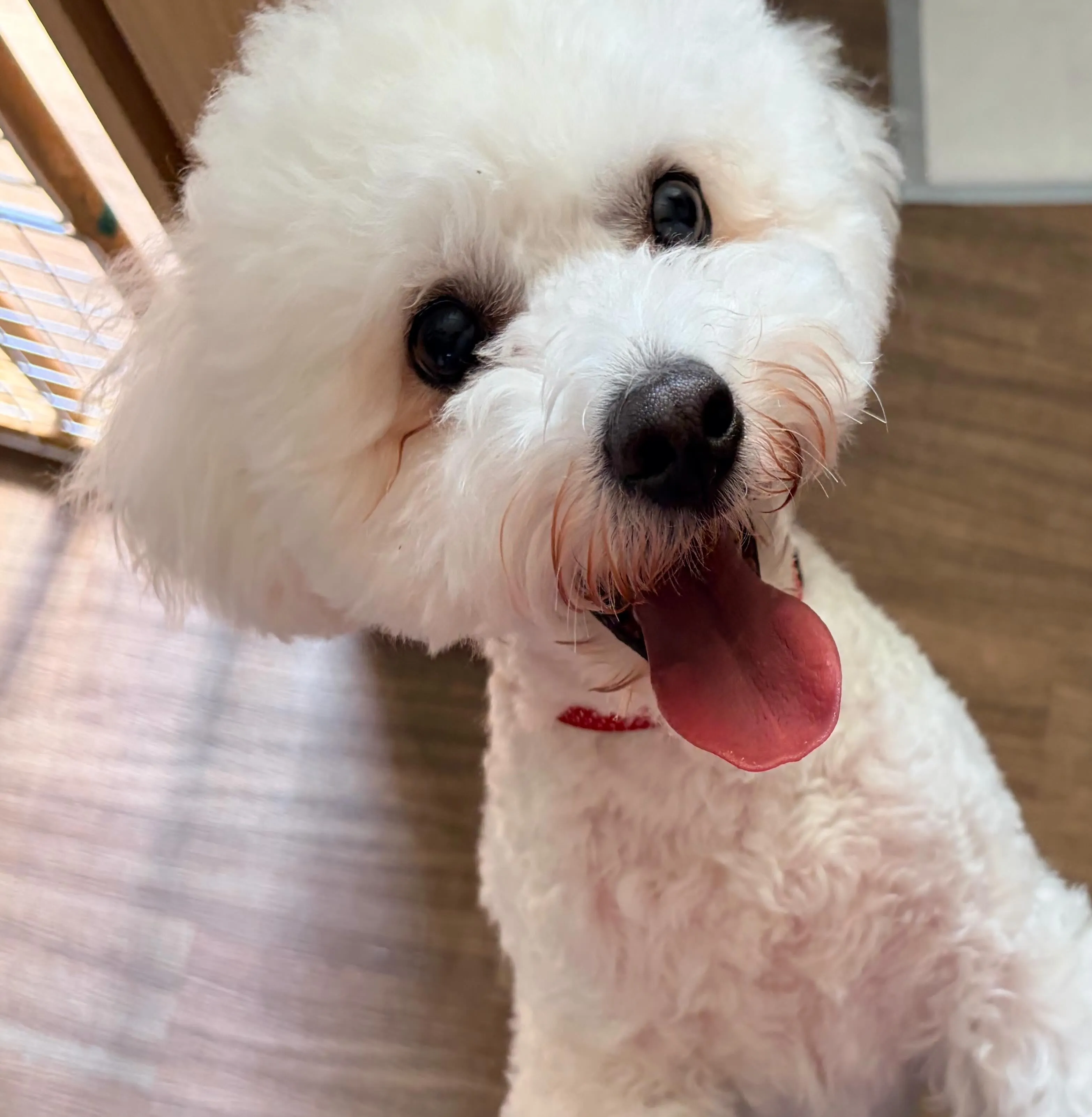 入会してくれたもにゅくんです🥰