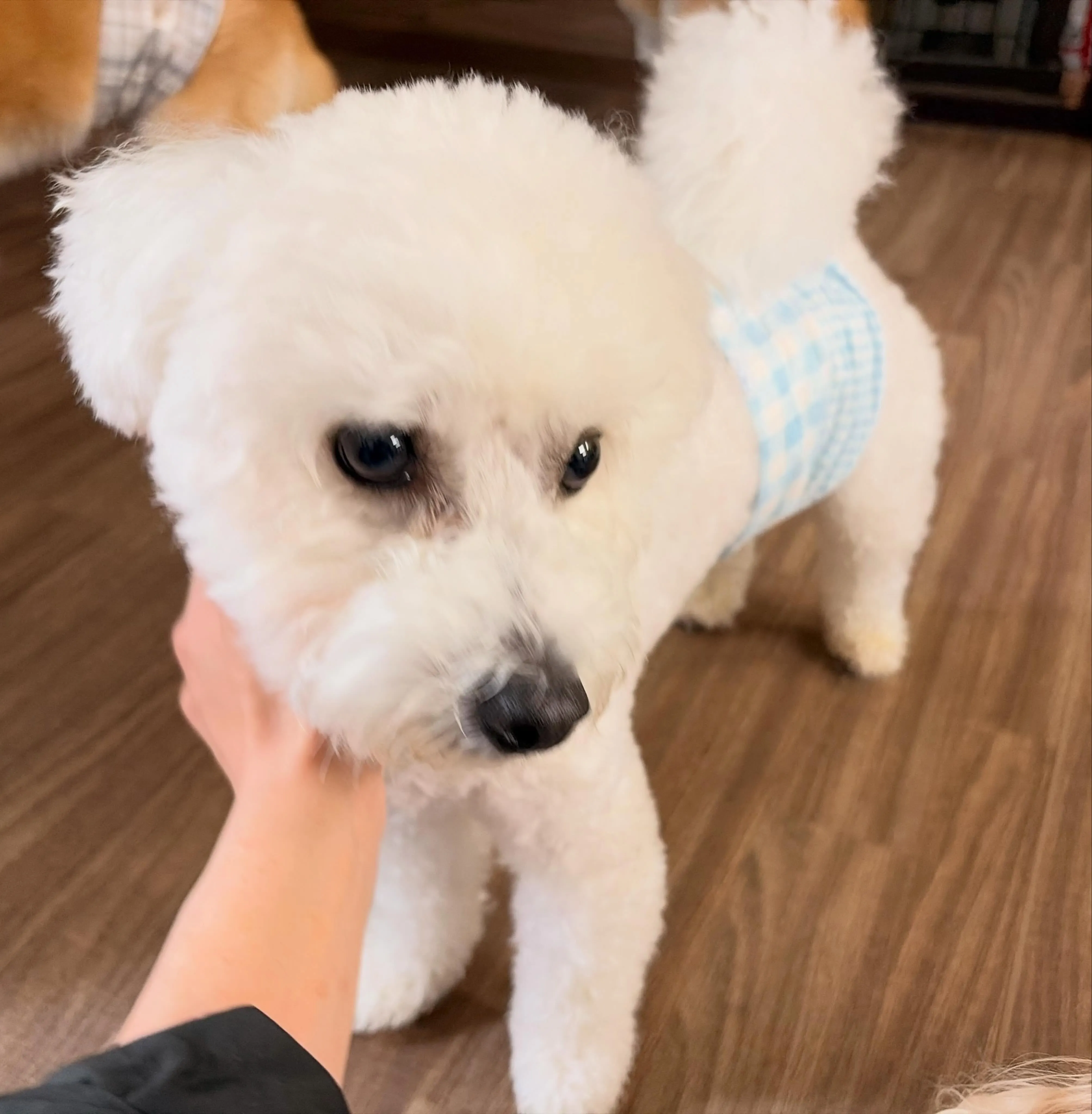 入会してくれたもにゅくんです🥰