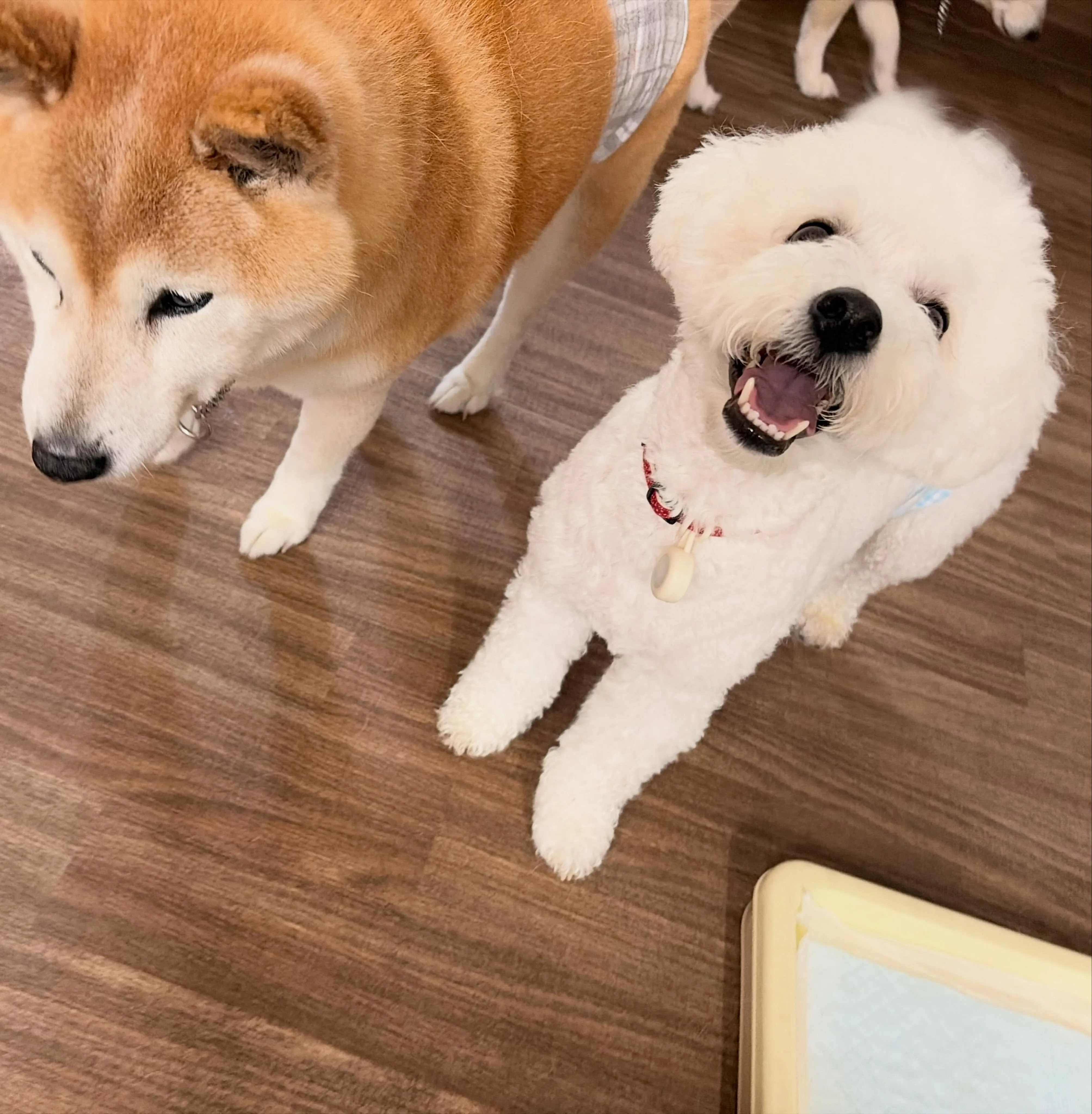 入会してくれたもにゅくんです🥰