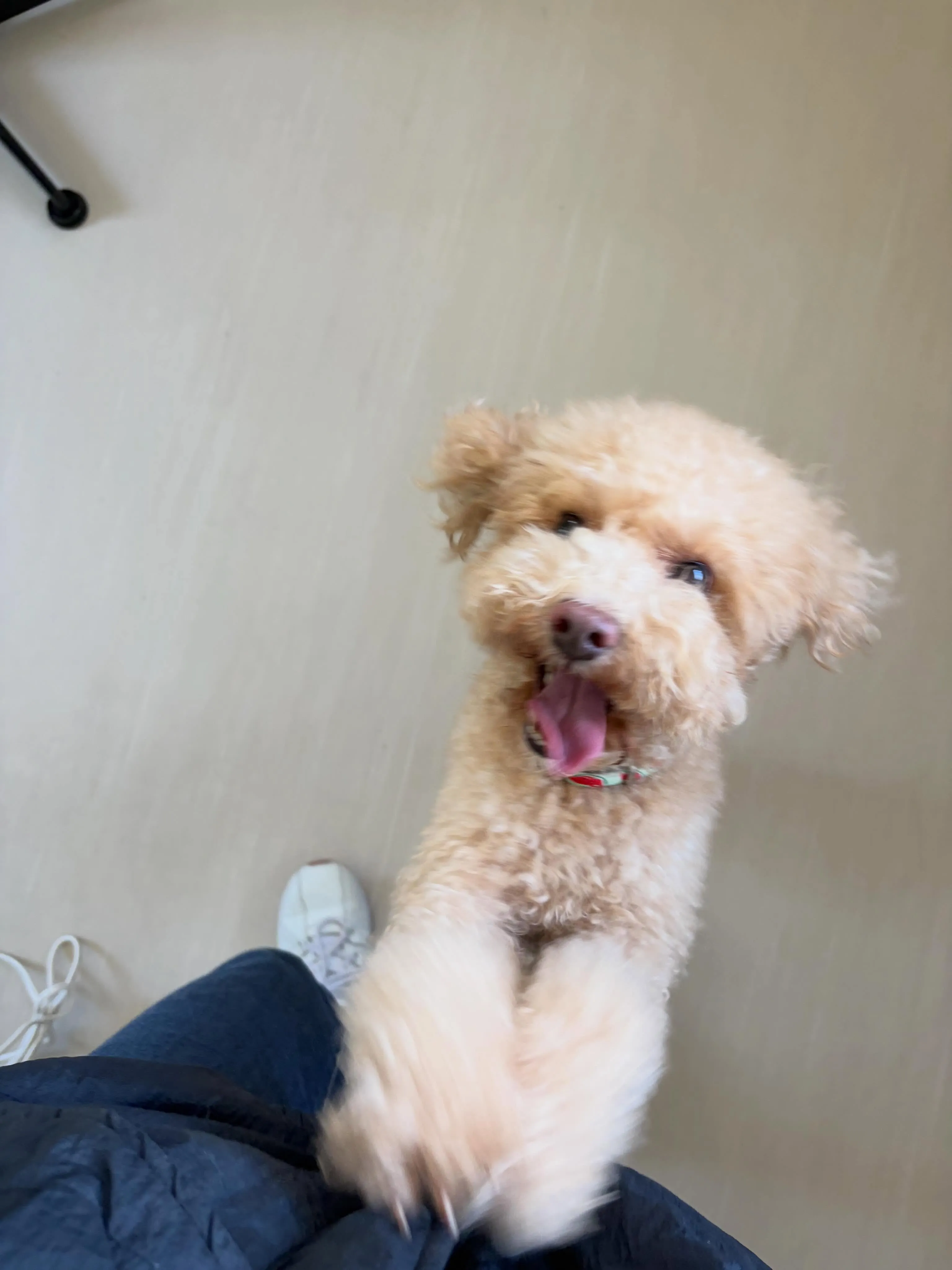 今月お手入れのセットメニューで来てくれたわんこたちです🎶