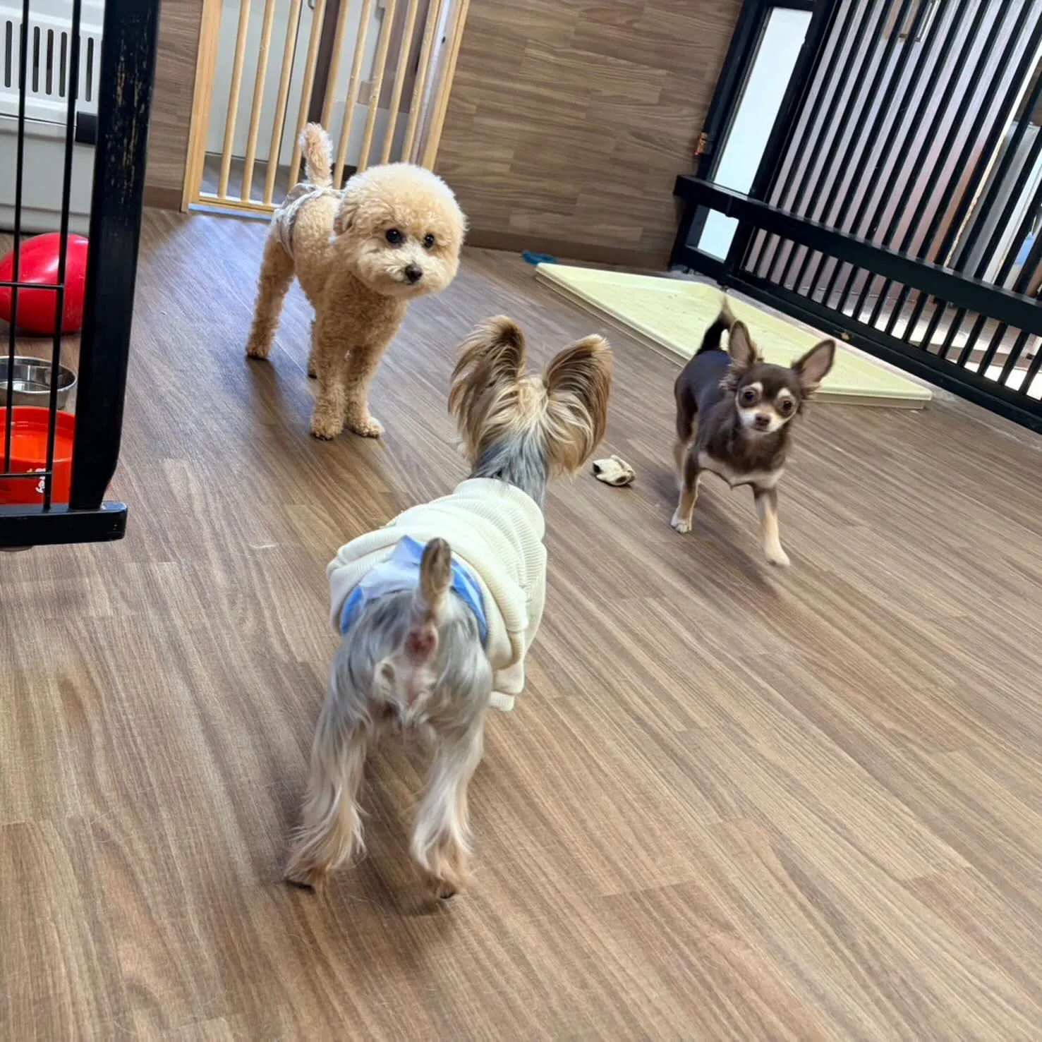 入会してくれたぽん太くんです🎶