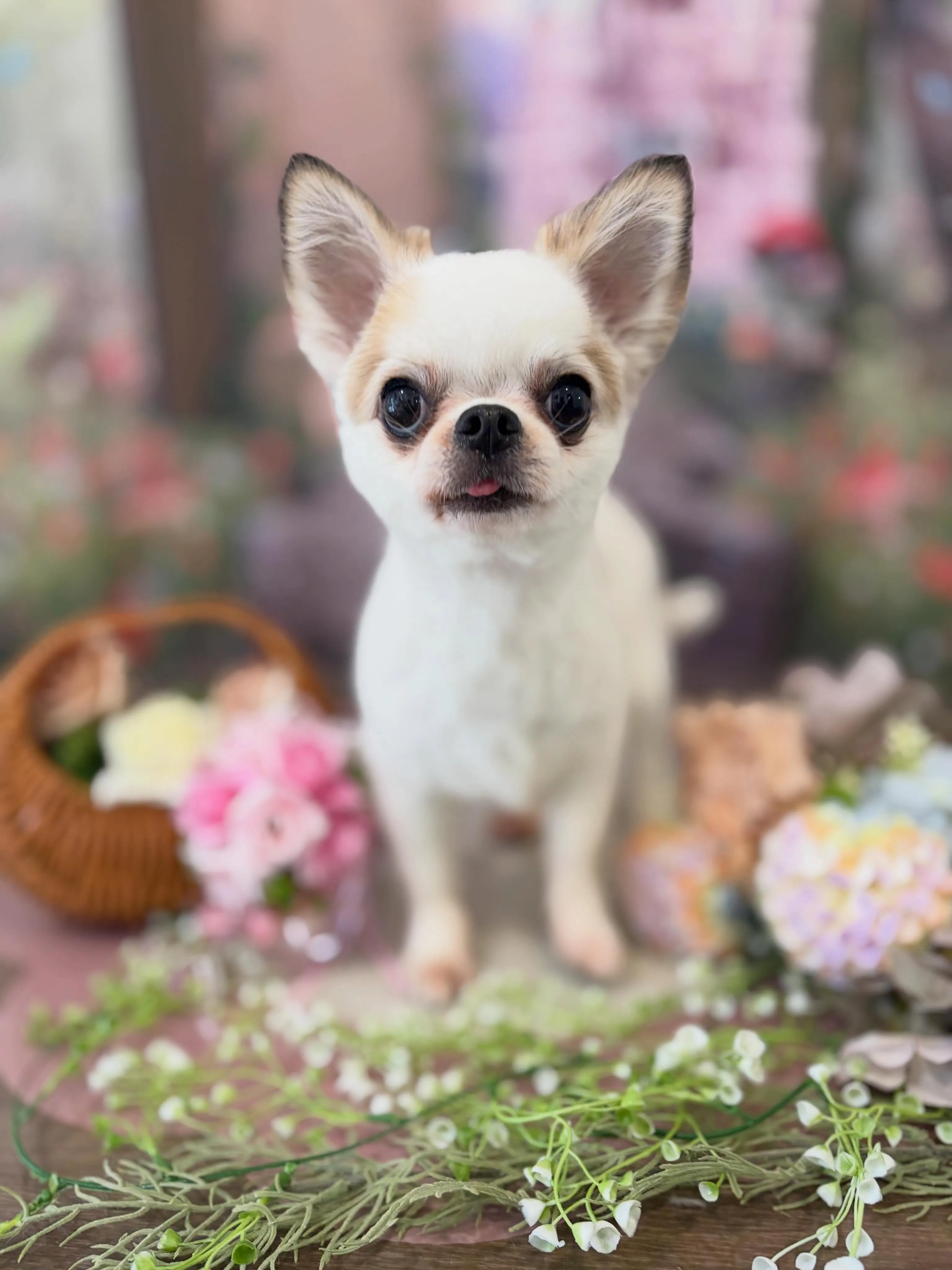 トリミングのセットメニューをご利用いただいたわんこさんです💖