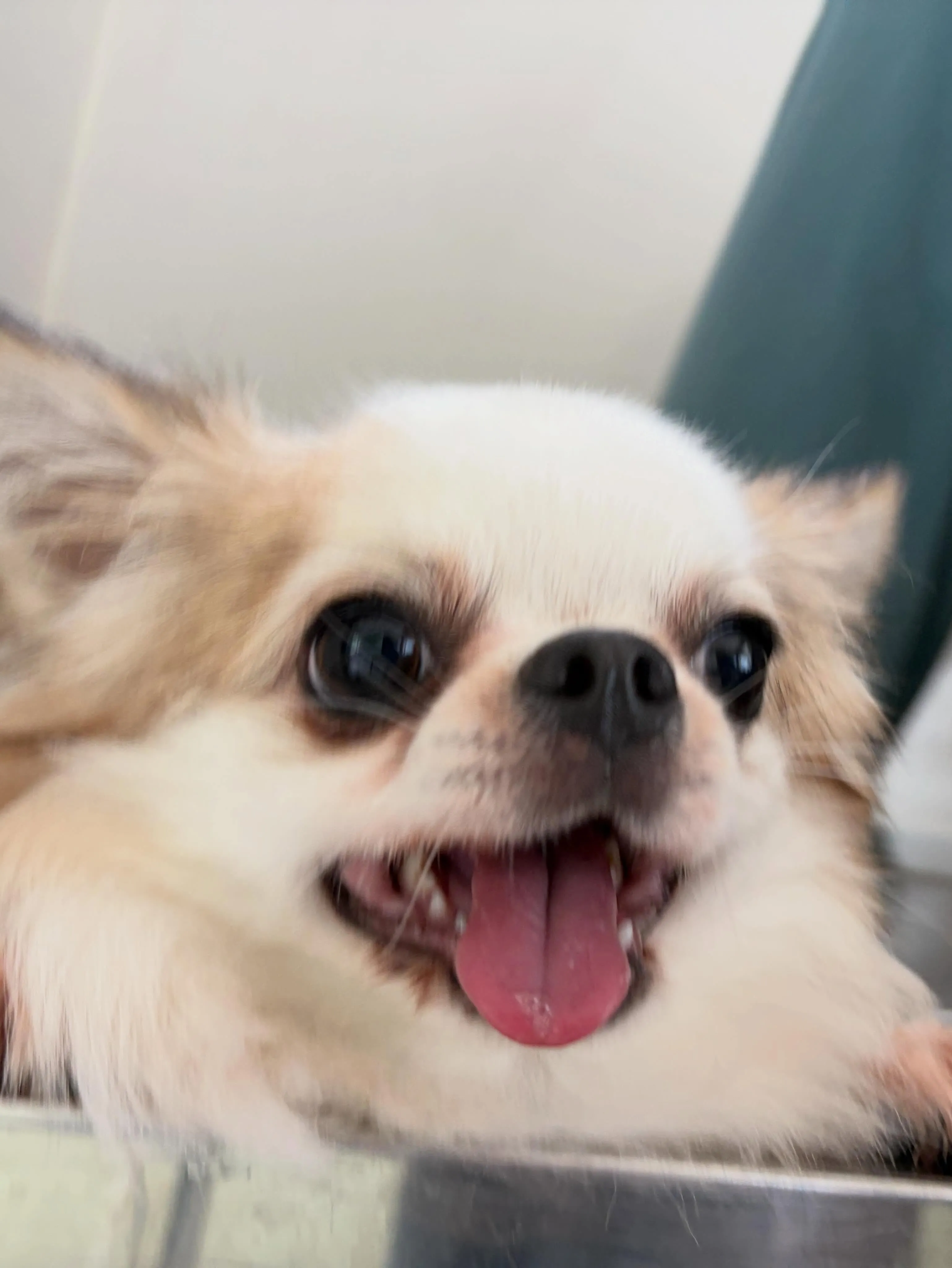 トリミングのセットメニューをご利用いただいたわんこさんです💖