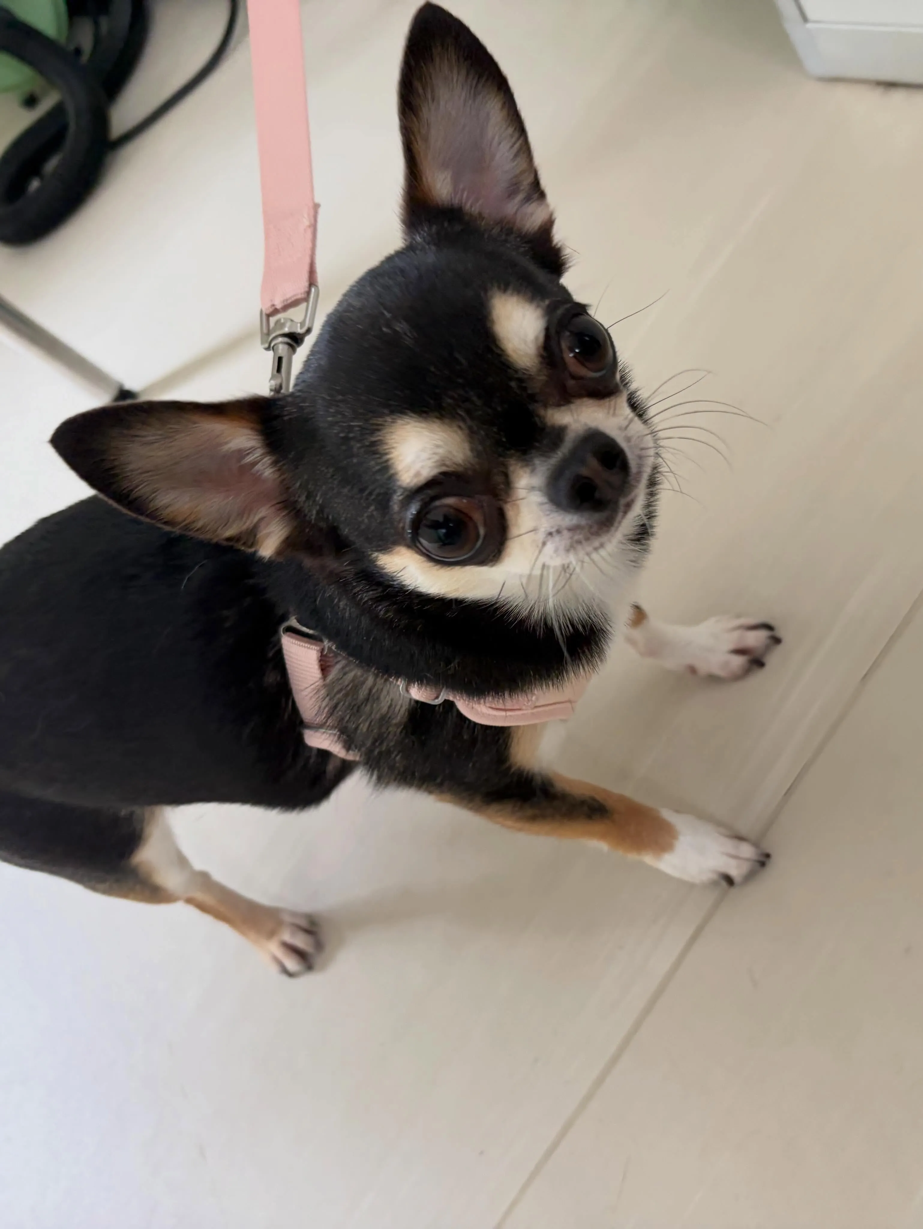 トリミングのセットメニューをご利用いただいたわんこさんです💖