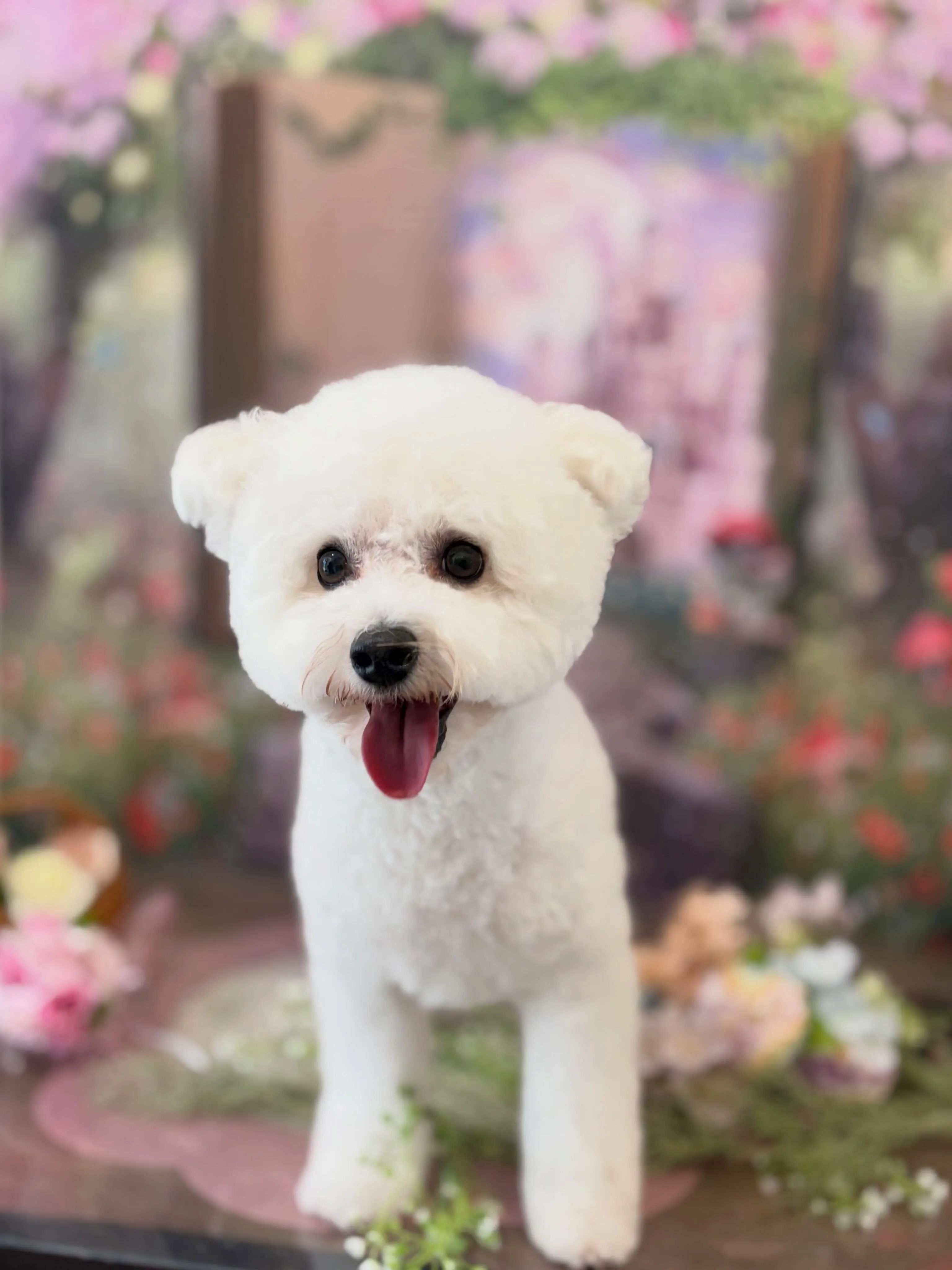 トリミングのセットメニューをご利用いただいたわんこさんです💖