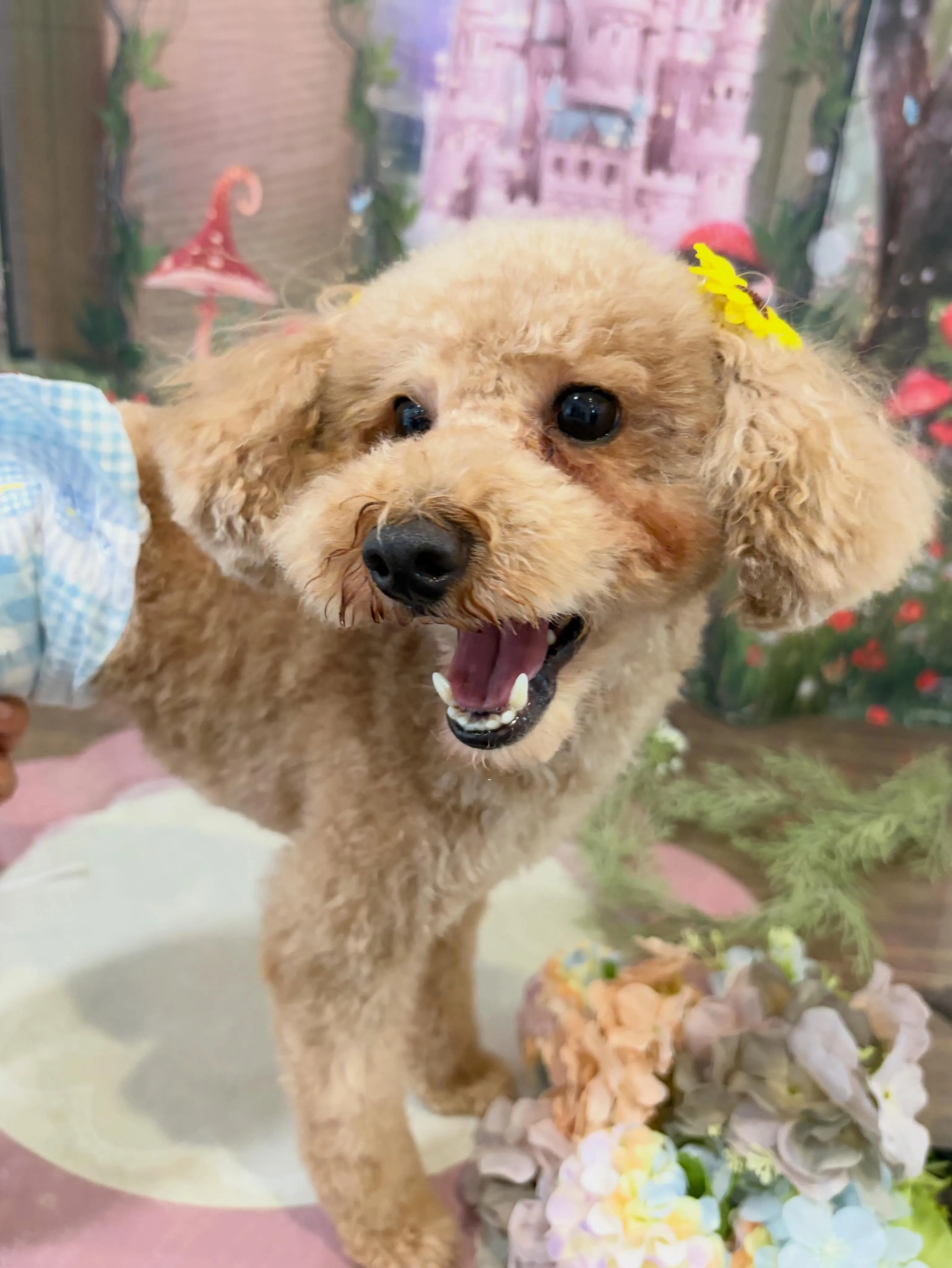 トリミングのセットメニューをご利用いただいたわんこさんです💖