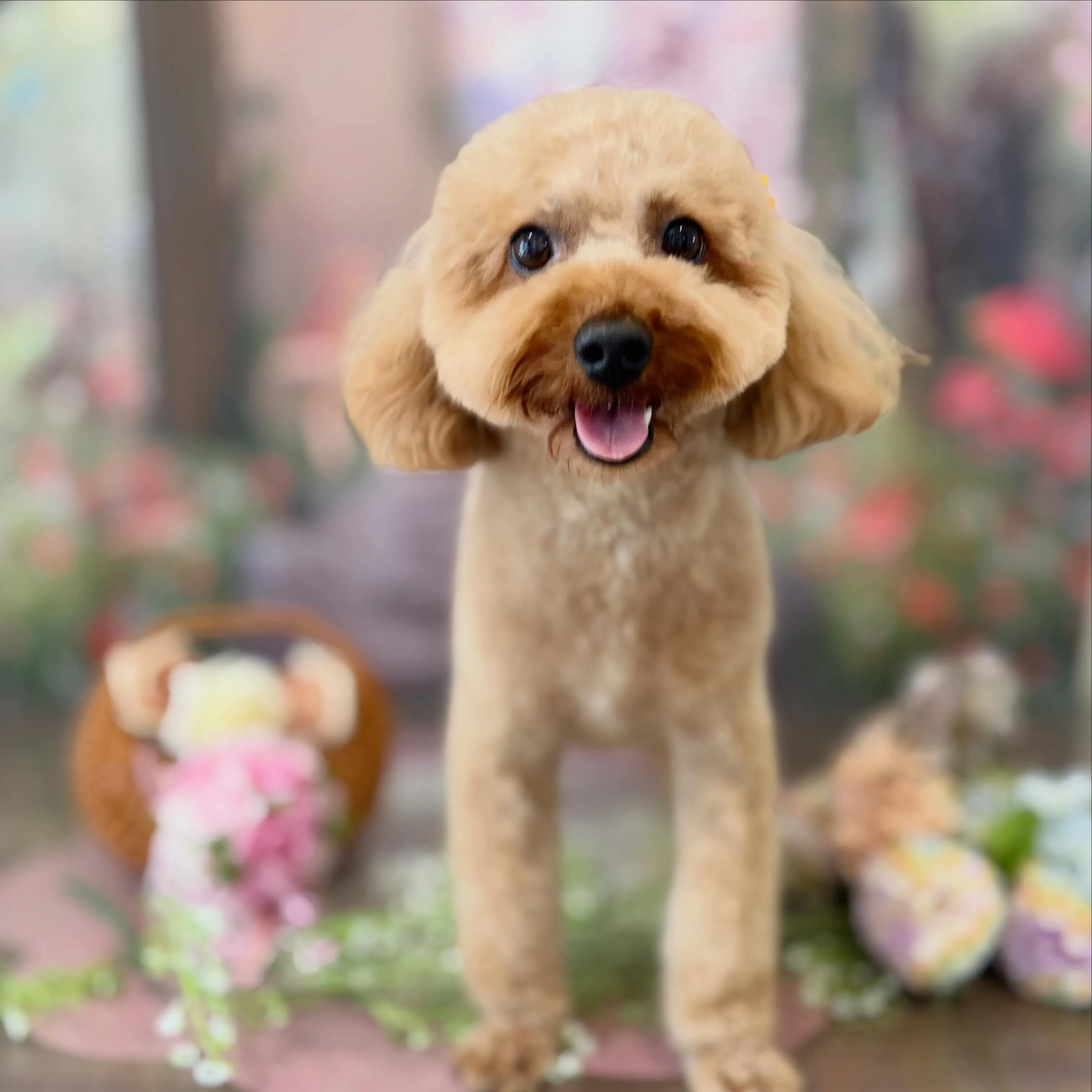 トリミングのセットメニューをご利用いただいたわんこたちです🌟